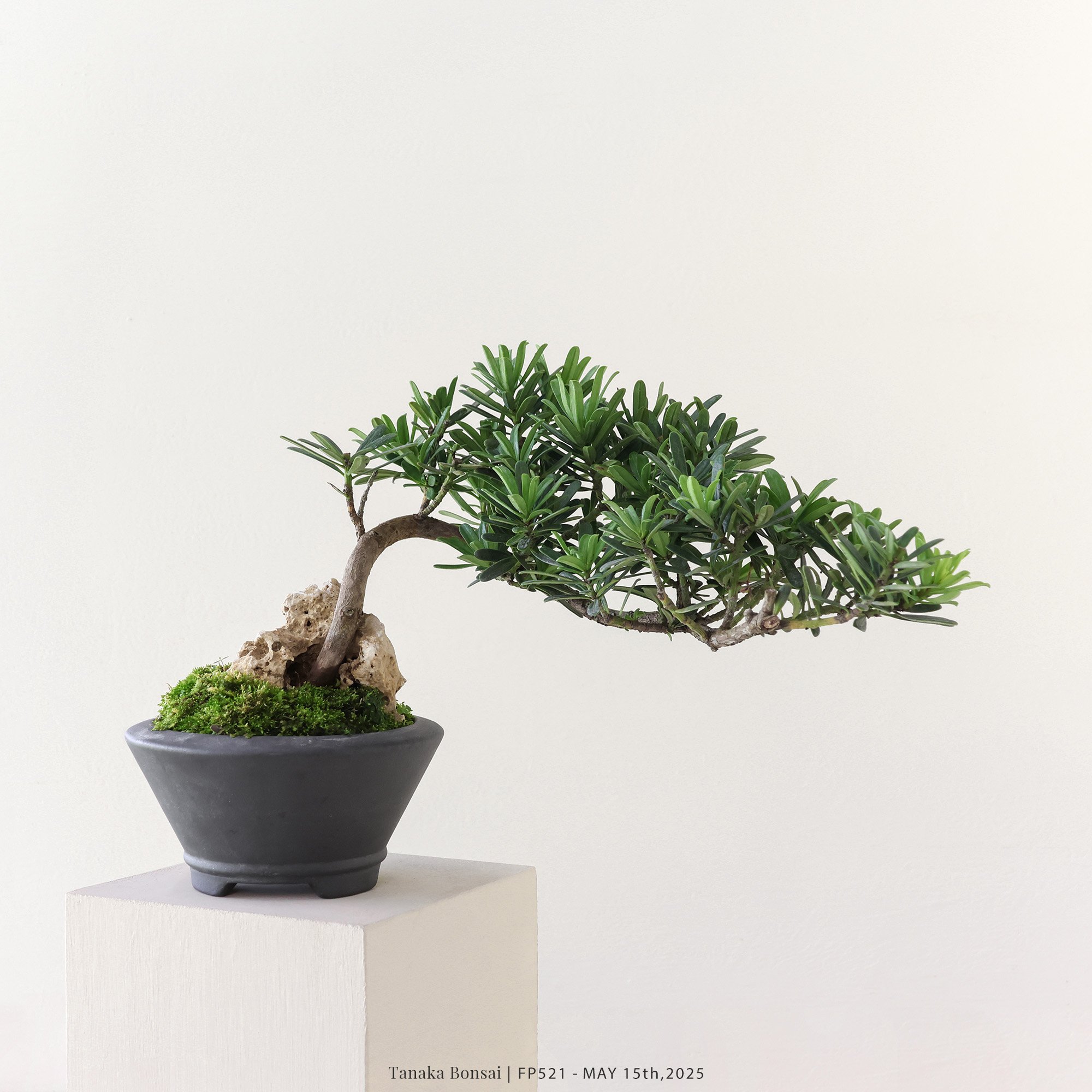 晶鑽羅漢松｜FP521