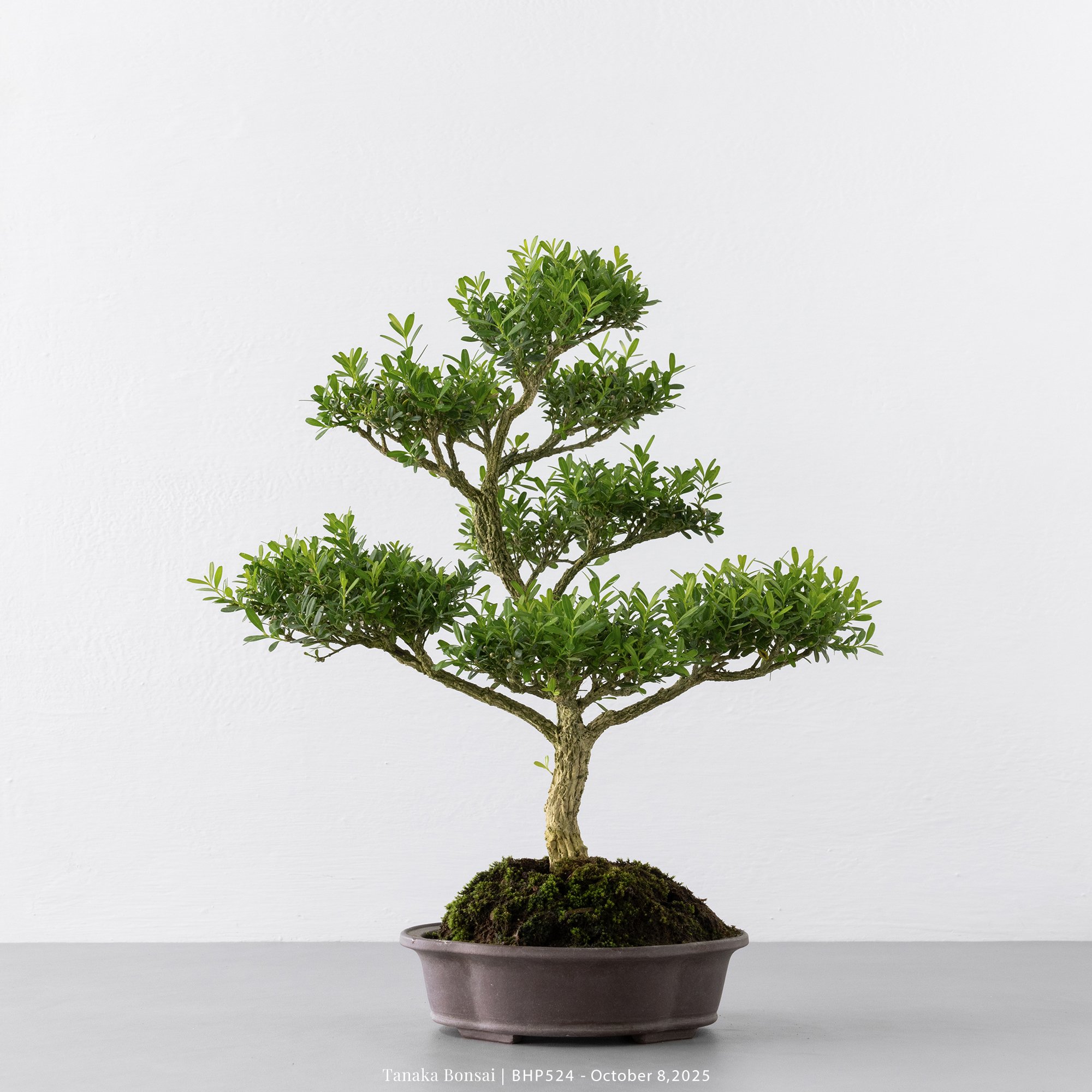 雀舌黃楊｜BHP524