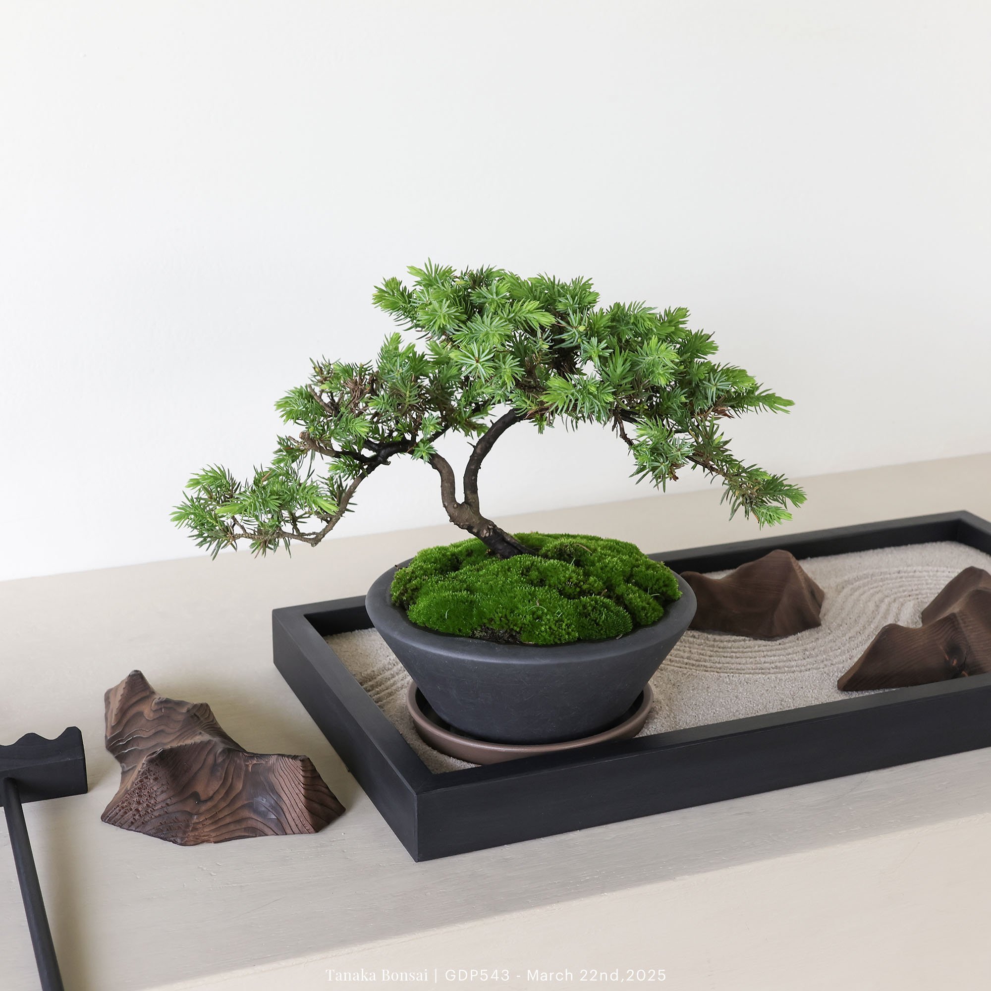 黃金杜松｜GDP543