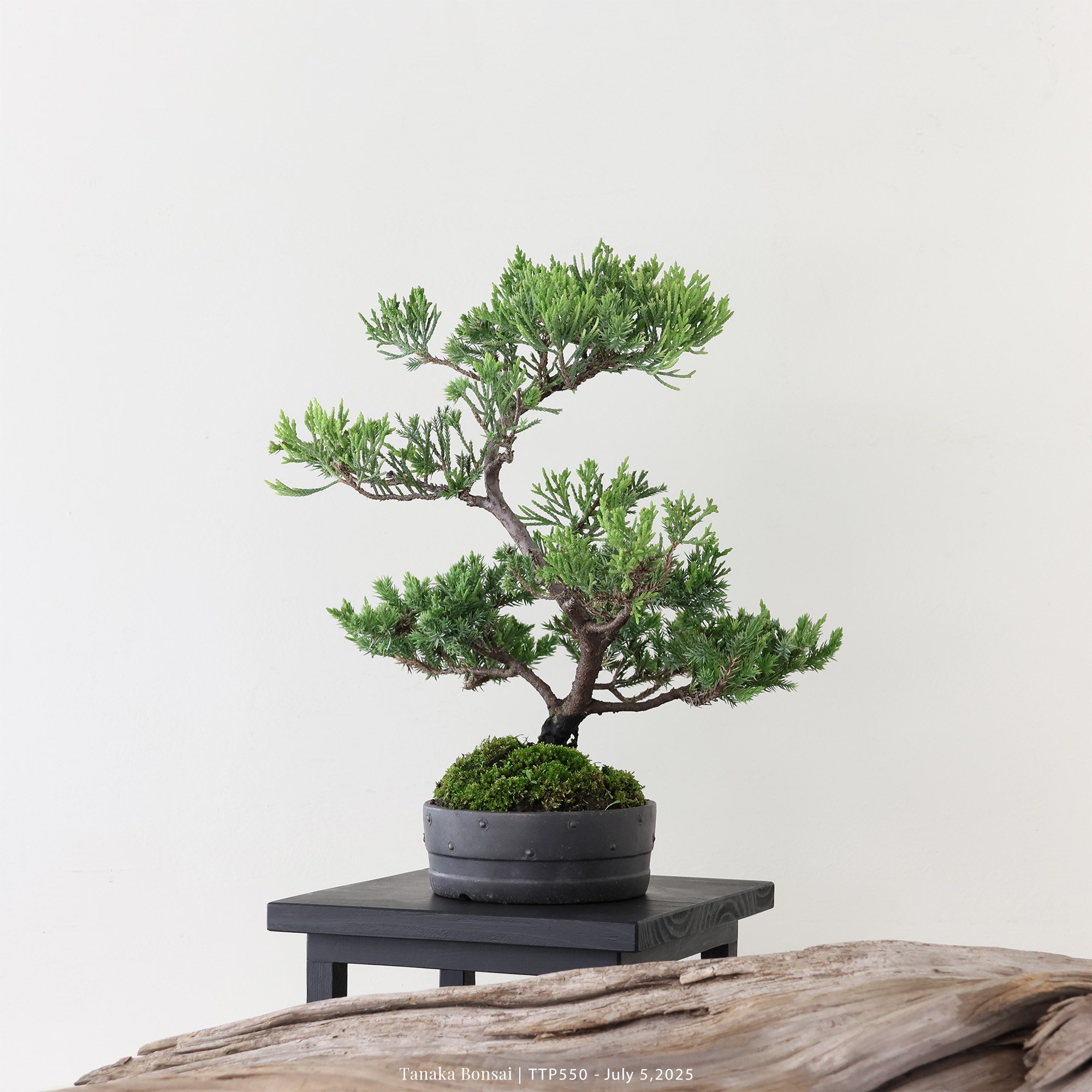 台灣真柏｜TTP550