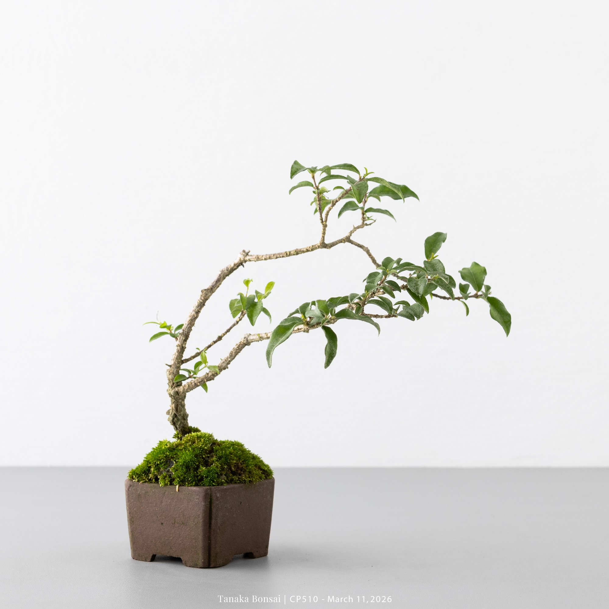 李氏櫻桃｜CP510