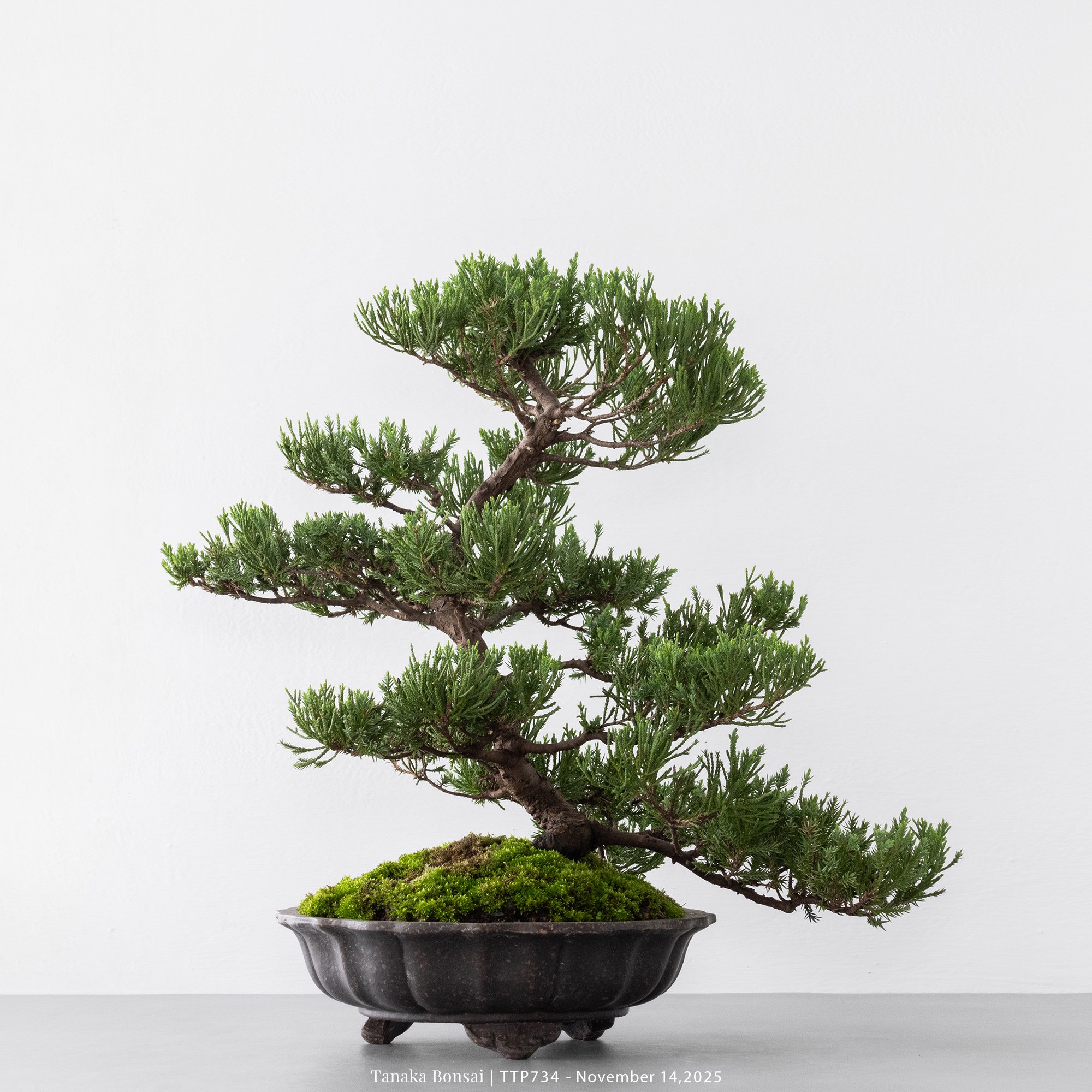 台灣真柏｜TTP734