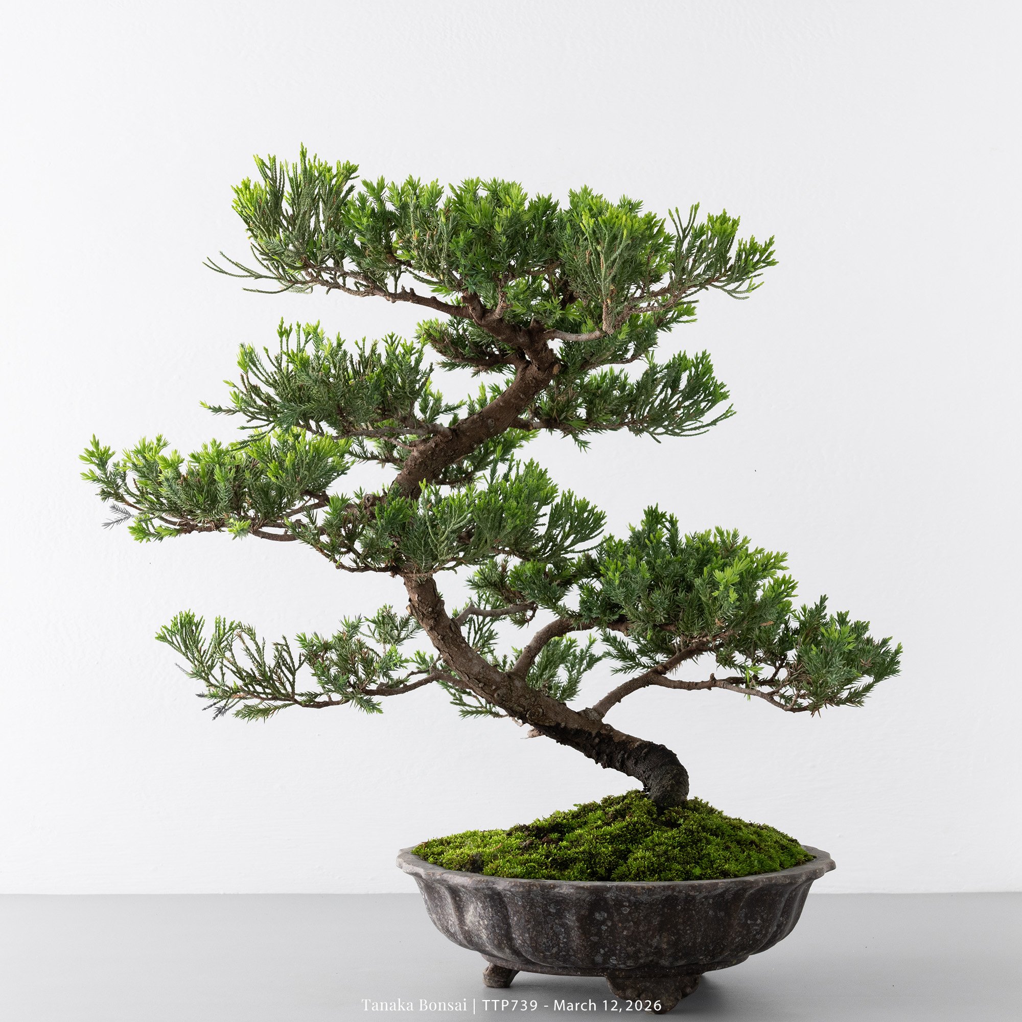 臺灣真柏｜TTP739