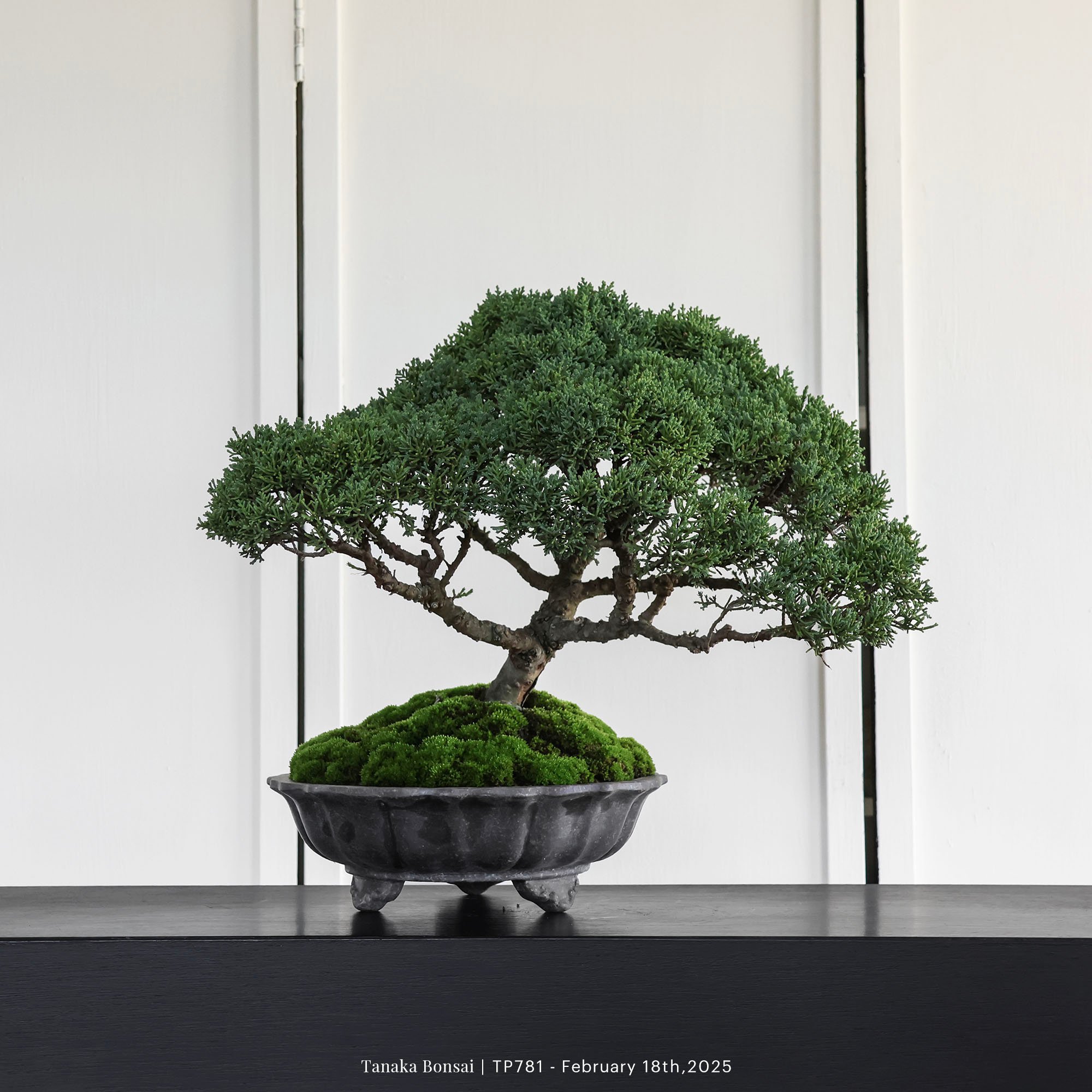 紀州真柏｜TP781