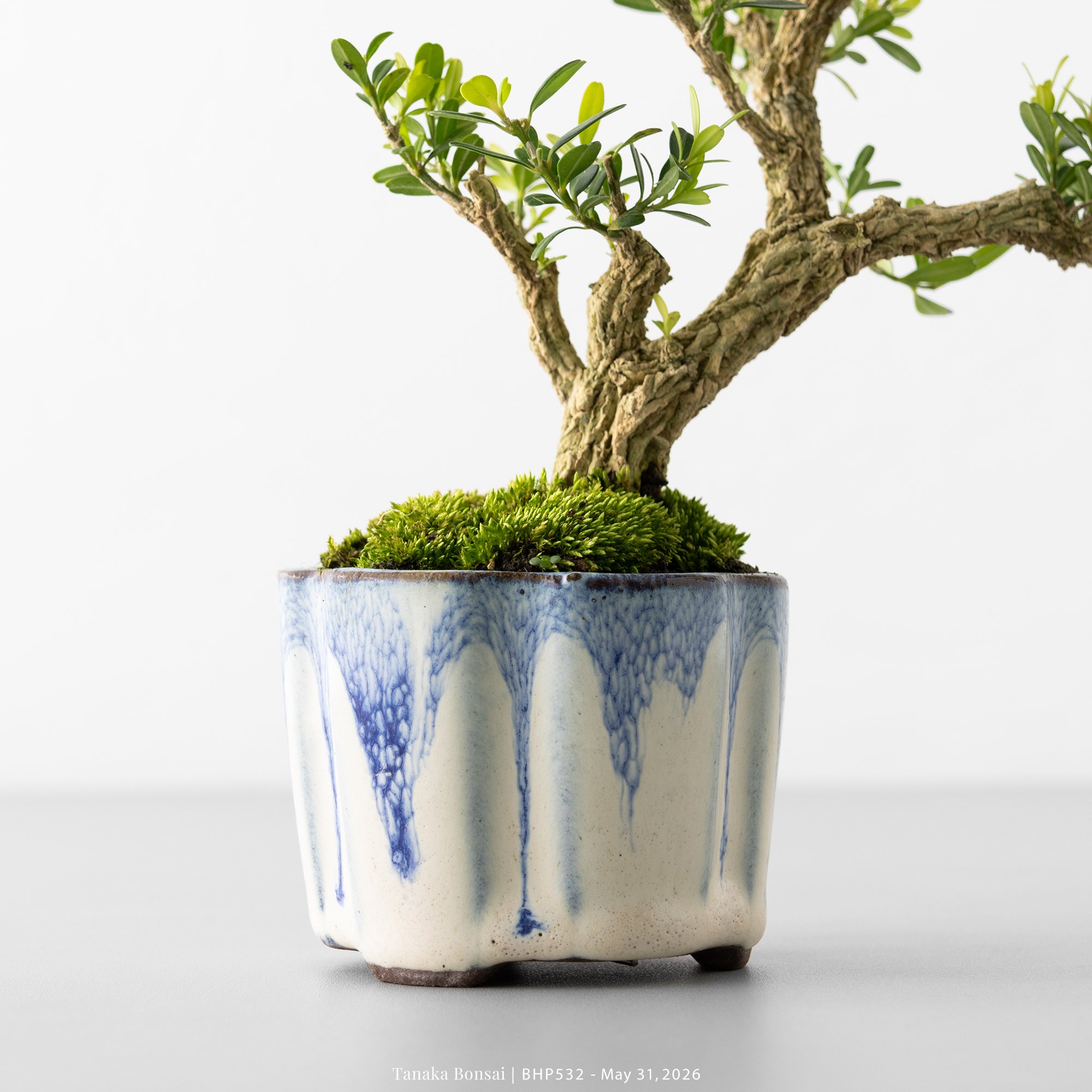 BONSAI-BHP532