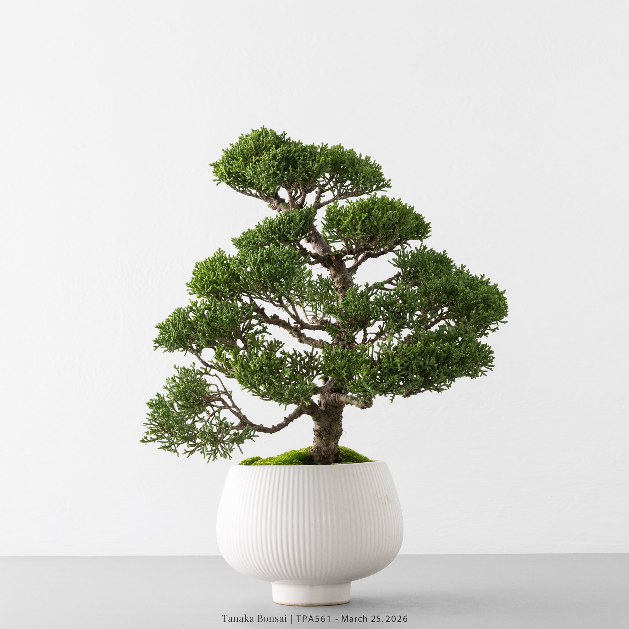 紀州真柏｜TPA561