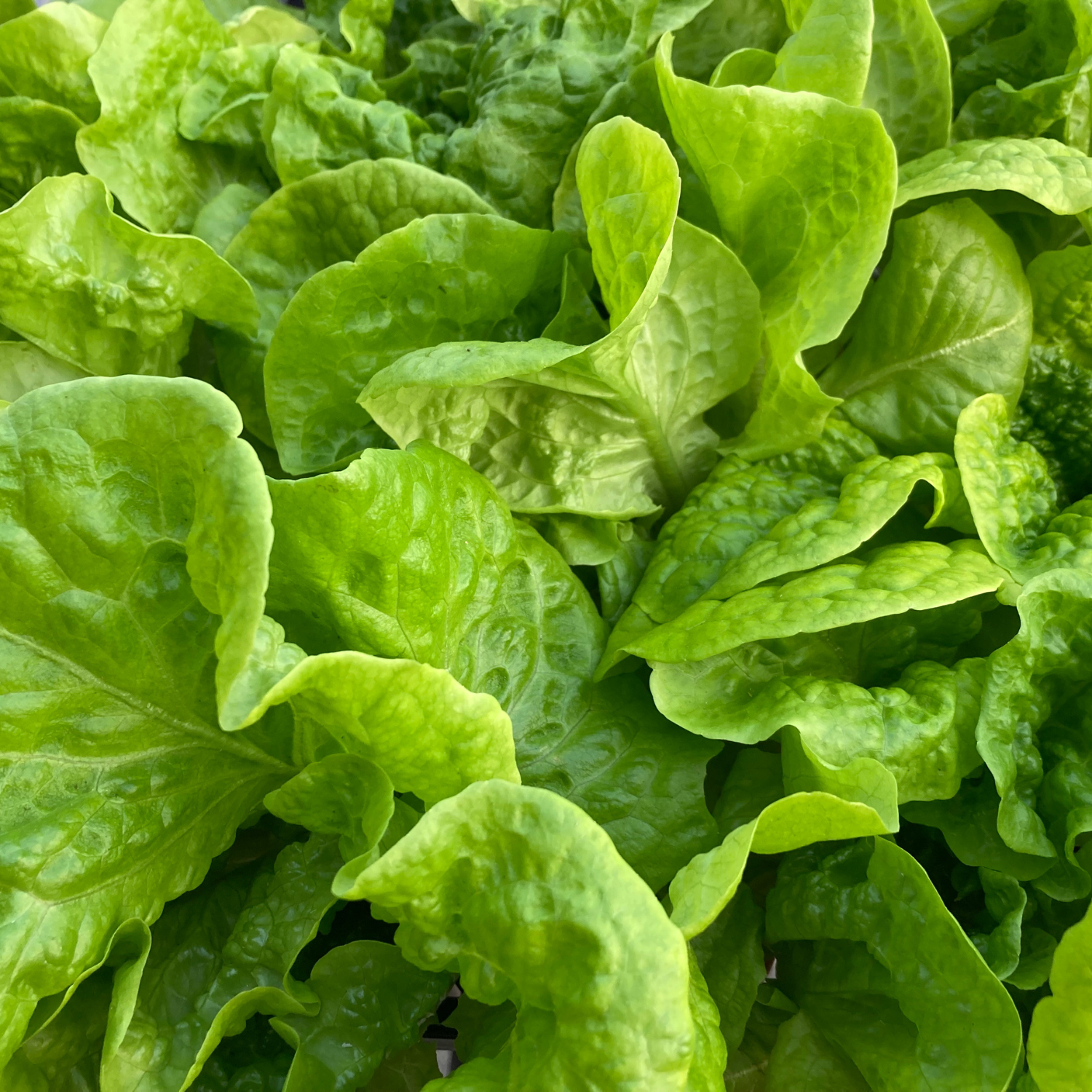 奶油萵苣 | 水植源