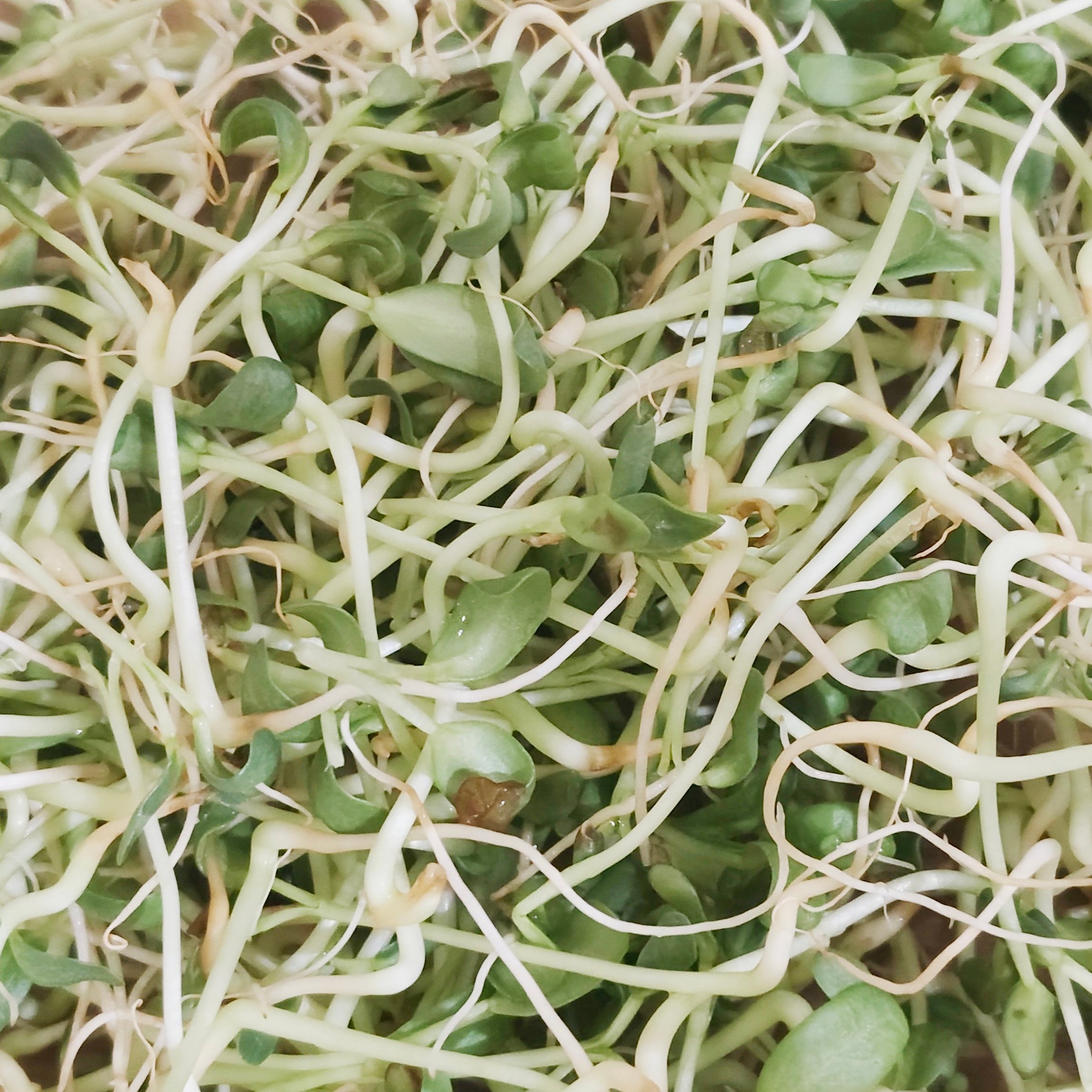 葫蘆巴芽 | 水植源