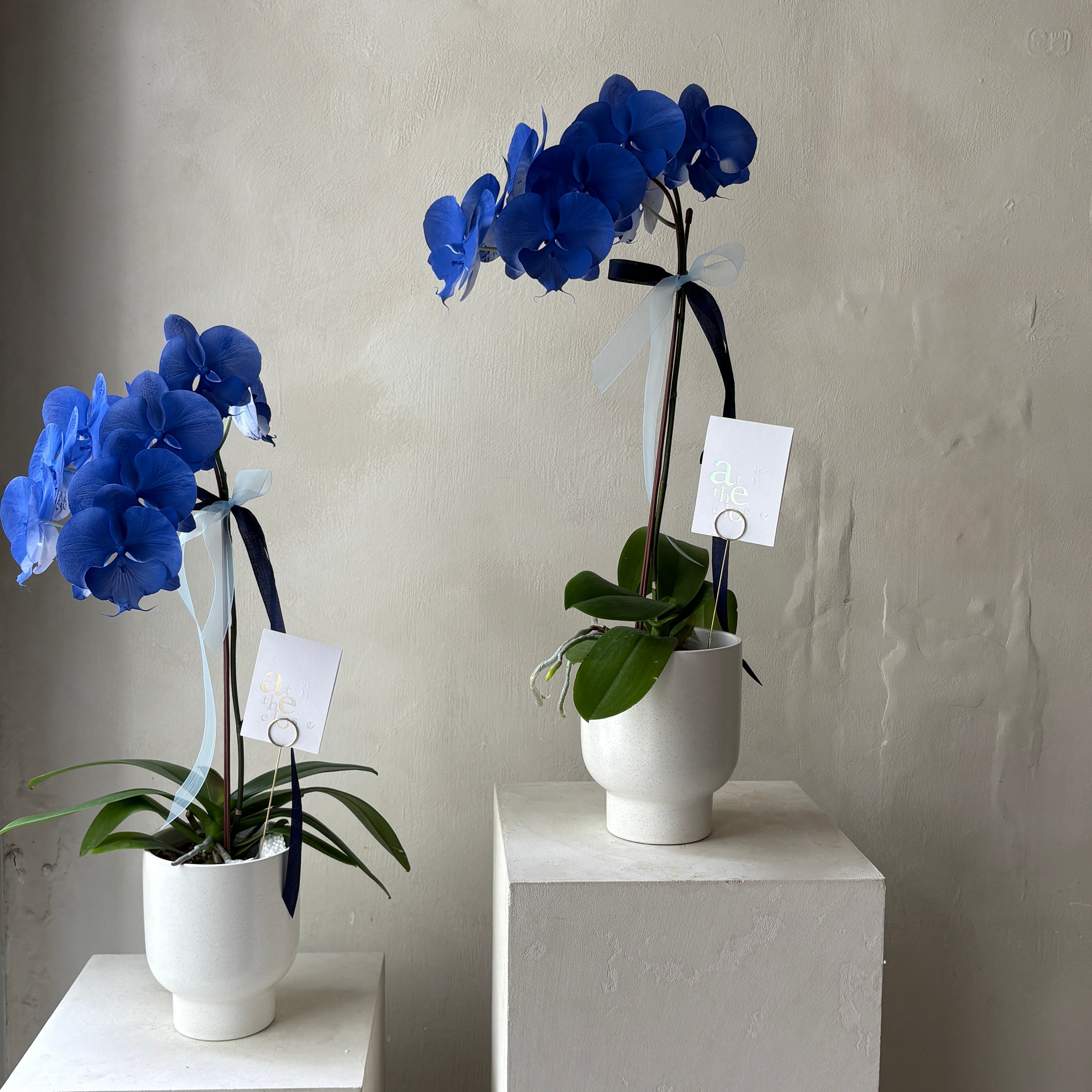 染色蘭花 -靛藍