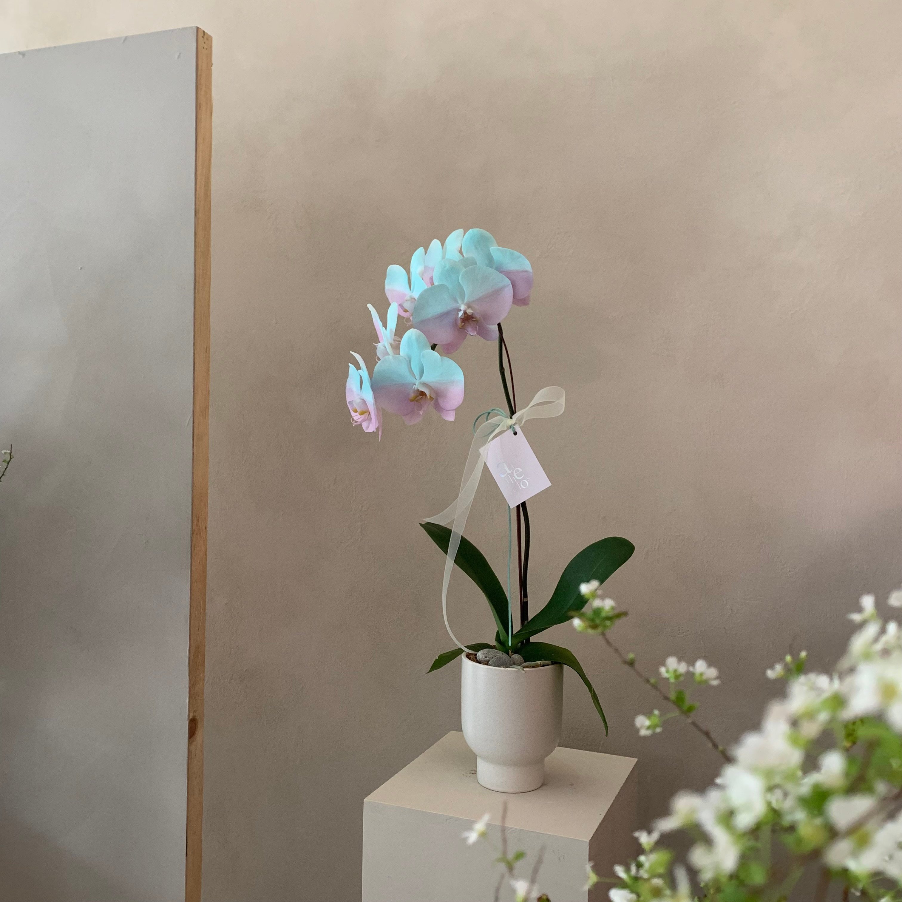 染色蘭花 - 綠粉