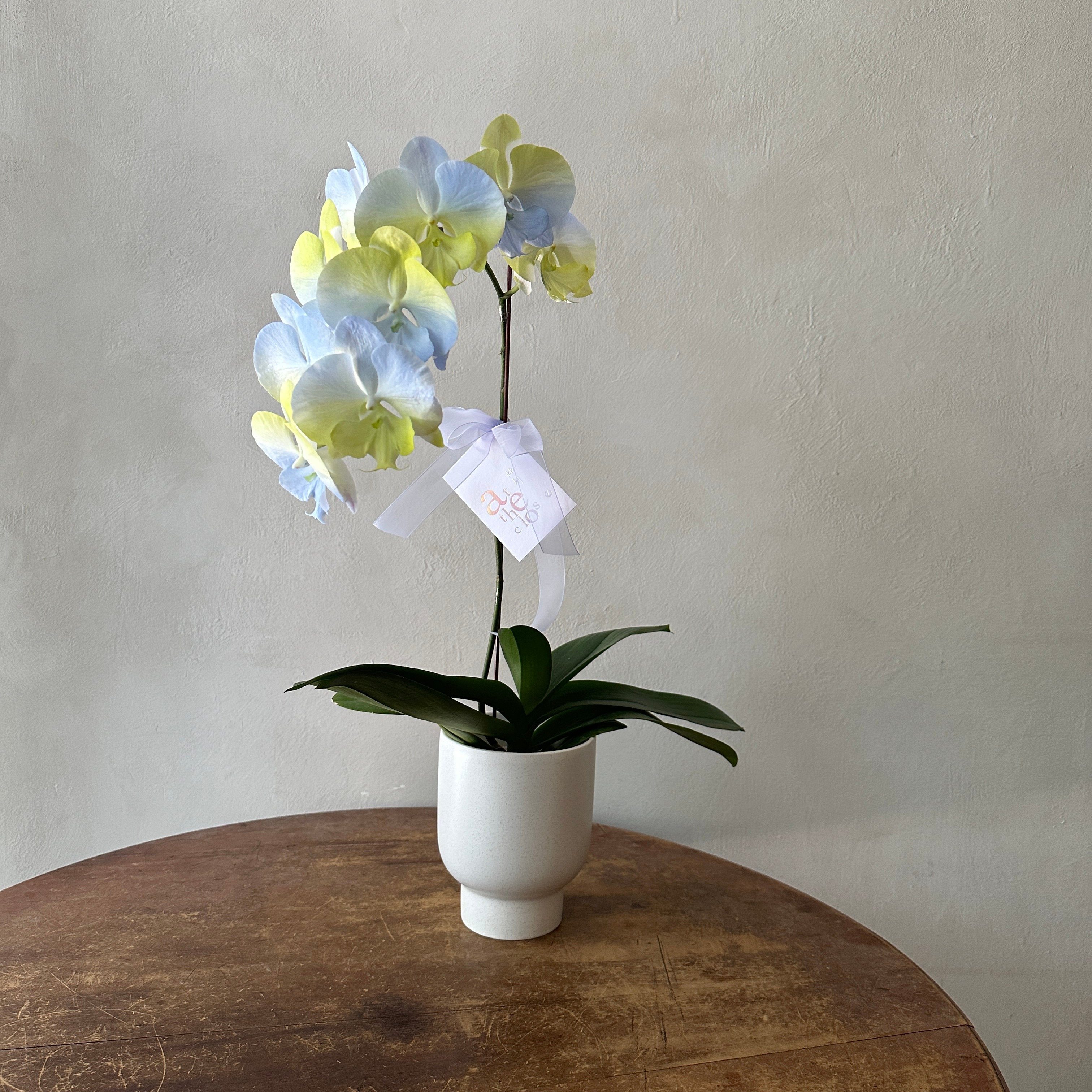 染色蘭花 - 黃藍