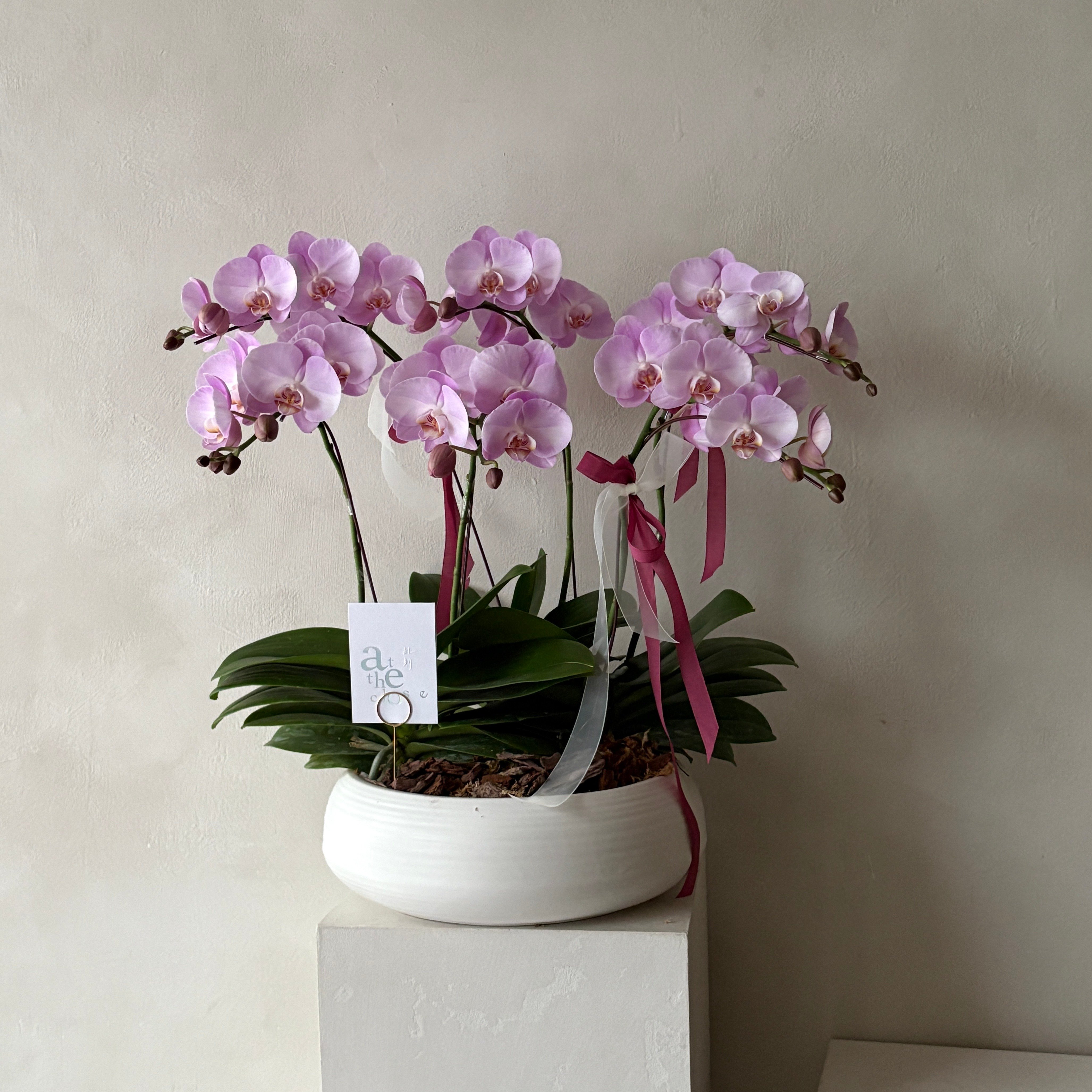 天然蘭花組盆 - 櫻花粉