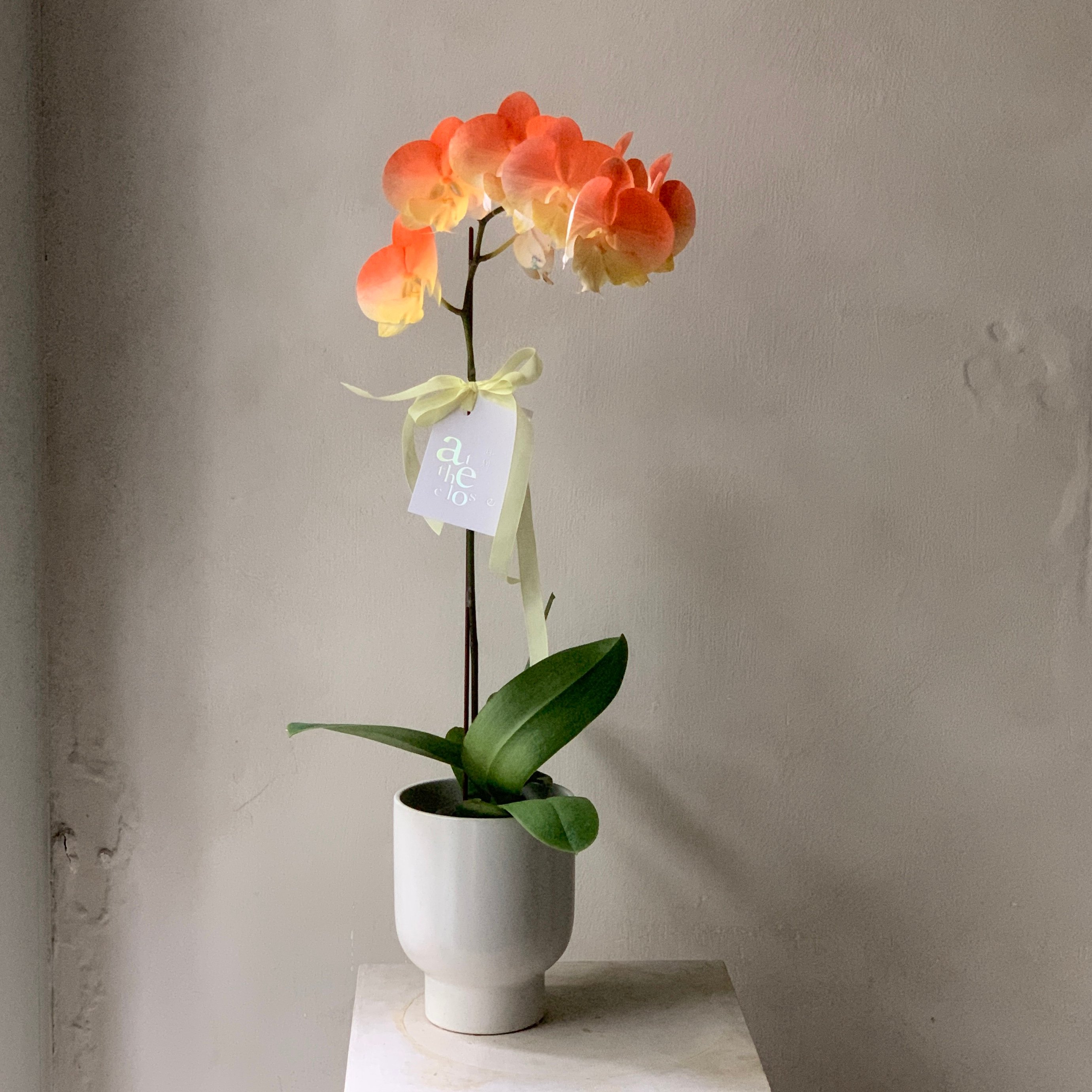 染色蘭花 - 漸層橘