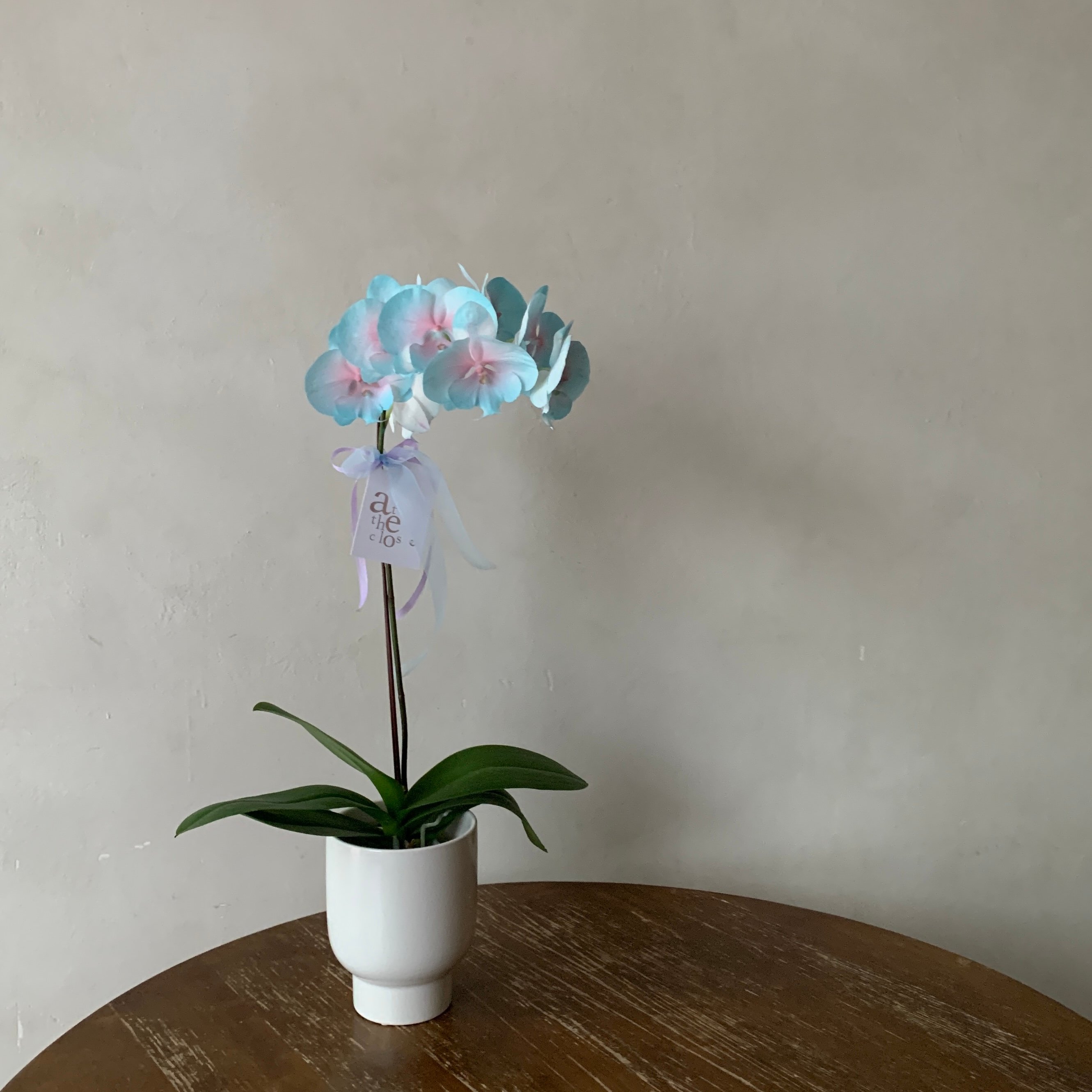 染色蘭花 - 草莓粉綠