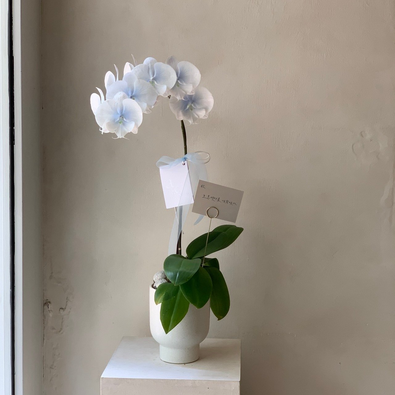 染色蘭花 - 漸層藍白