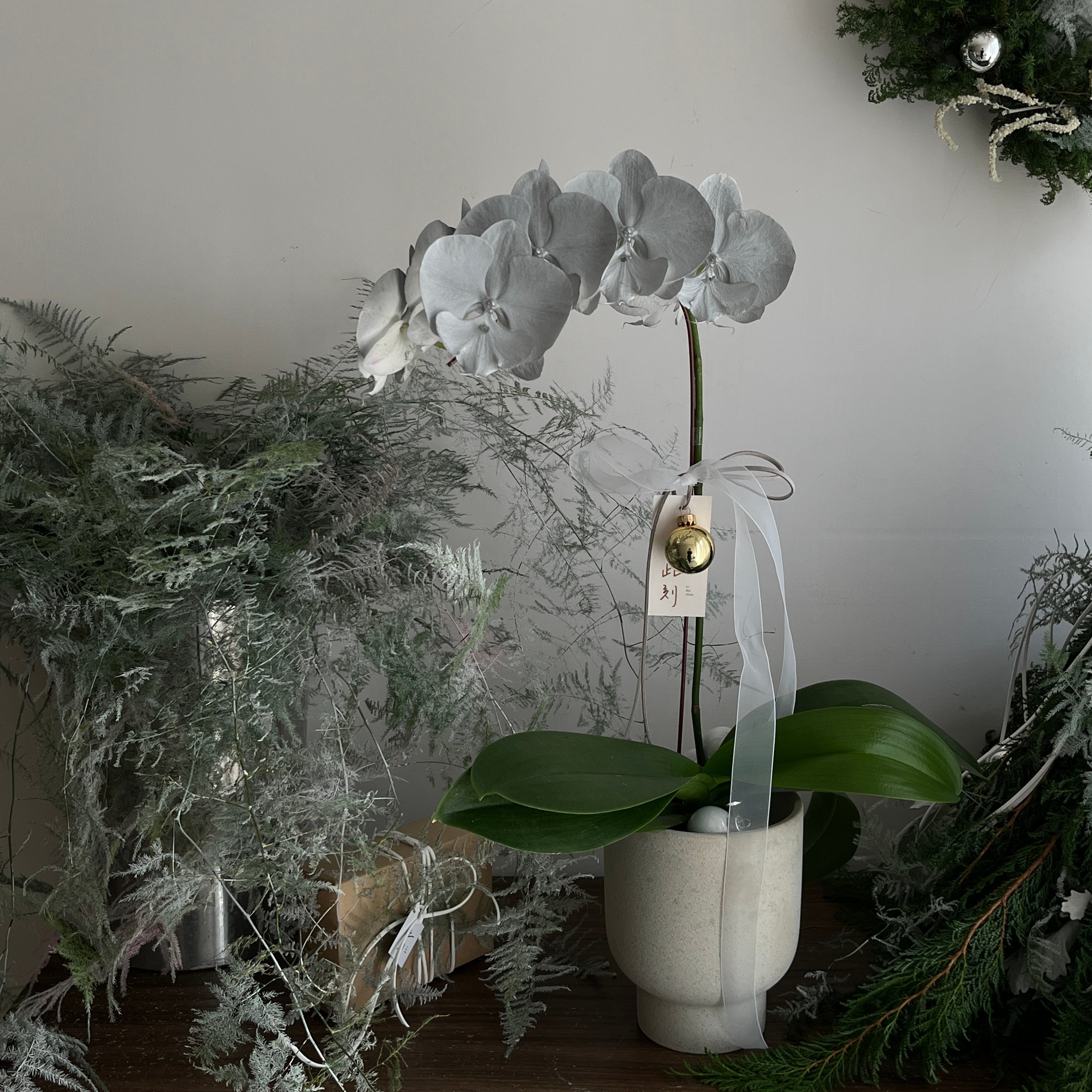 Christmas Orchid  - Silver