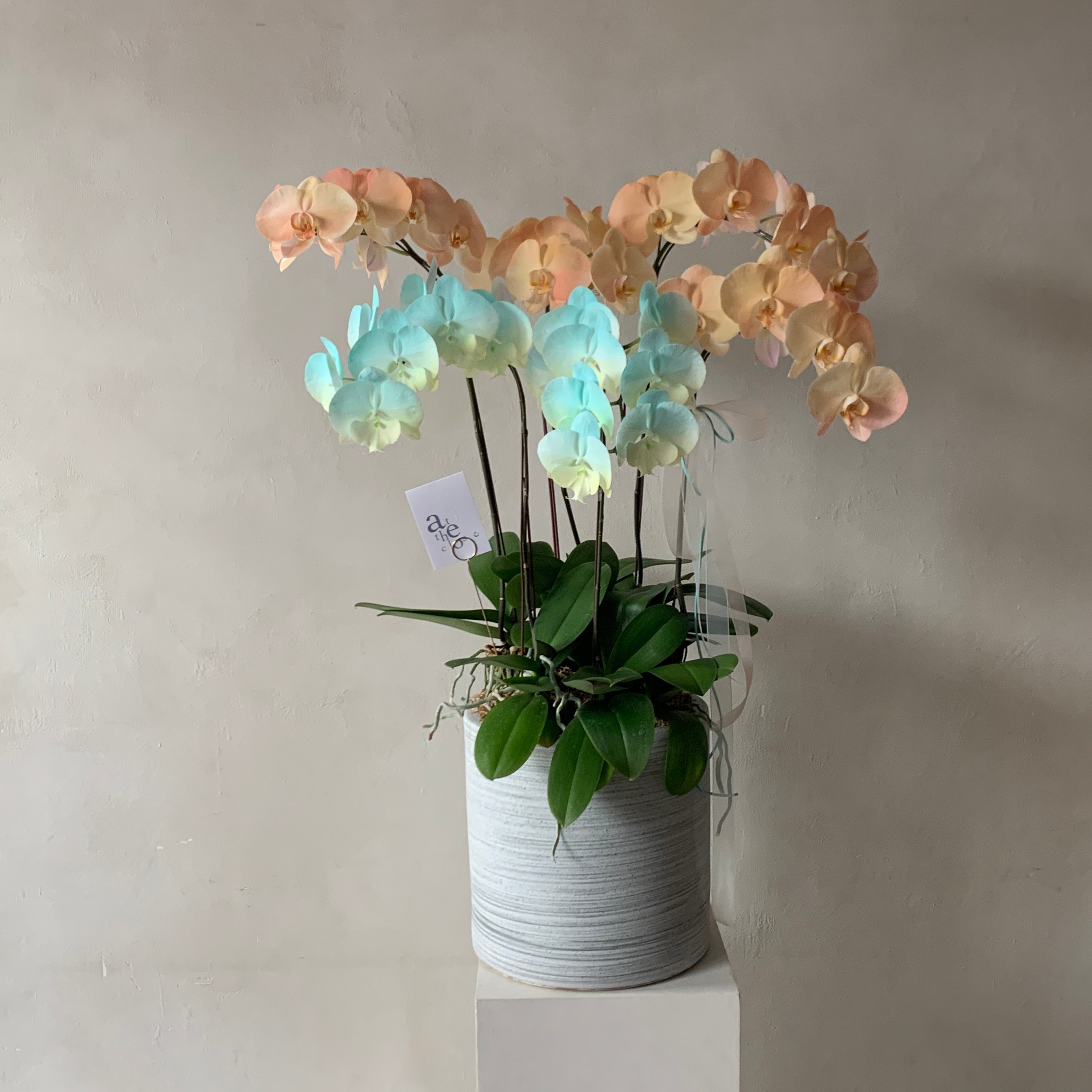 染色蘭花組盆-六株