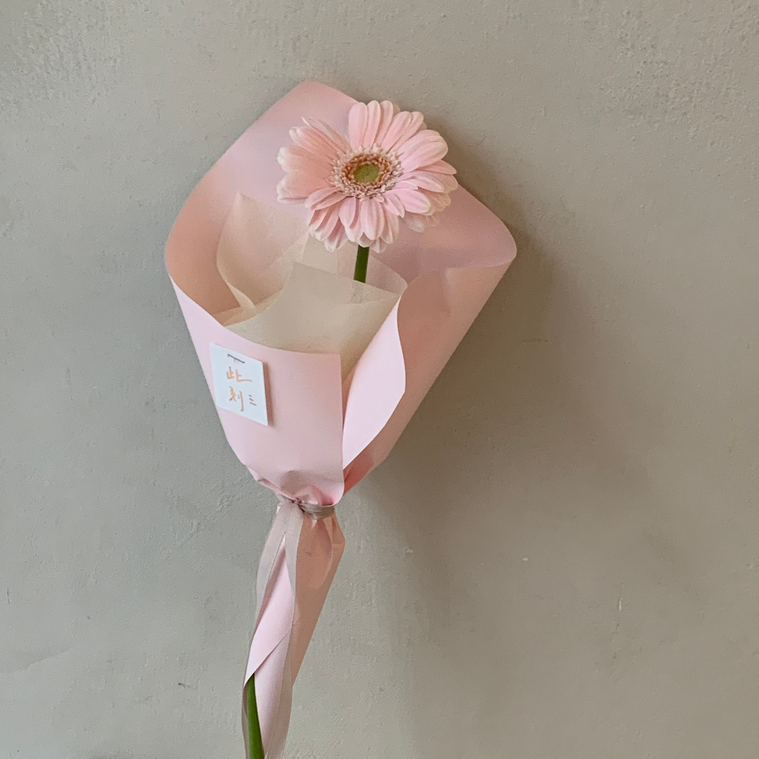 單支粉色非洲菊花束