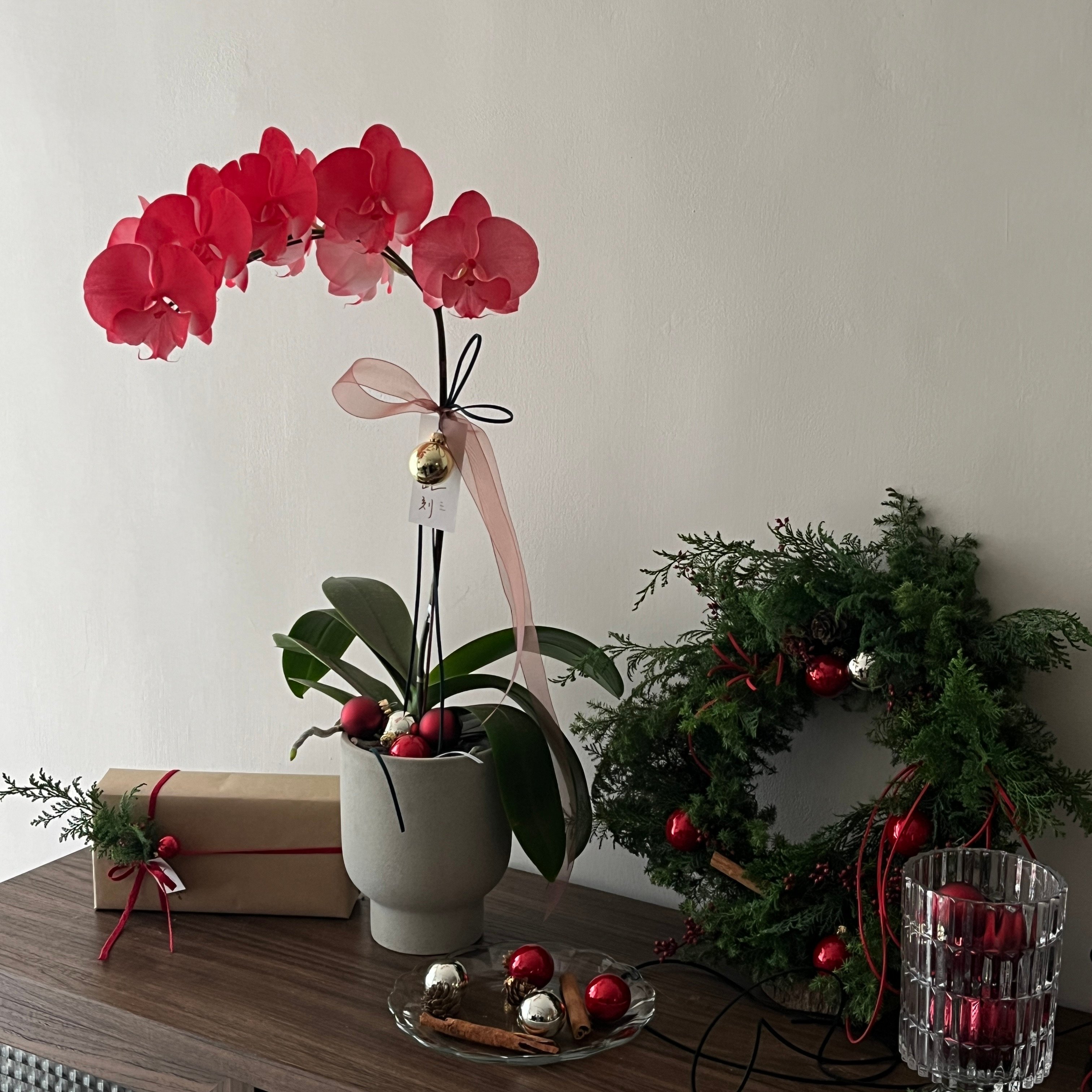 Christmas Orchid  - Red