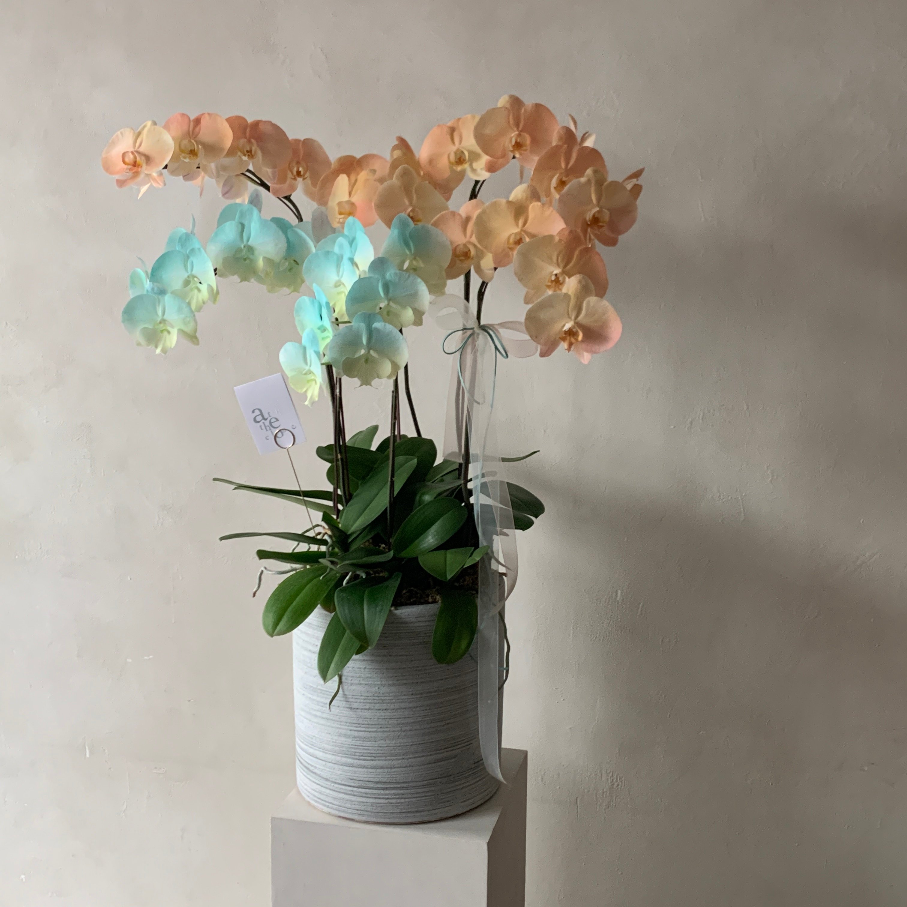 此刻風格蘭花組盆課程