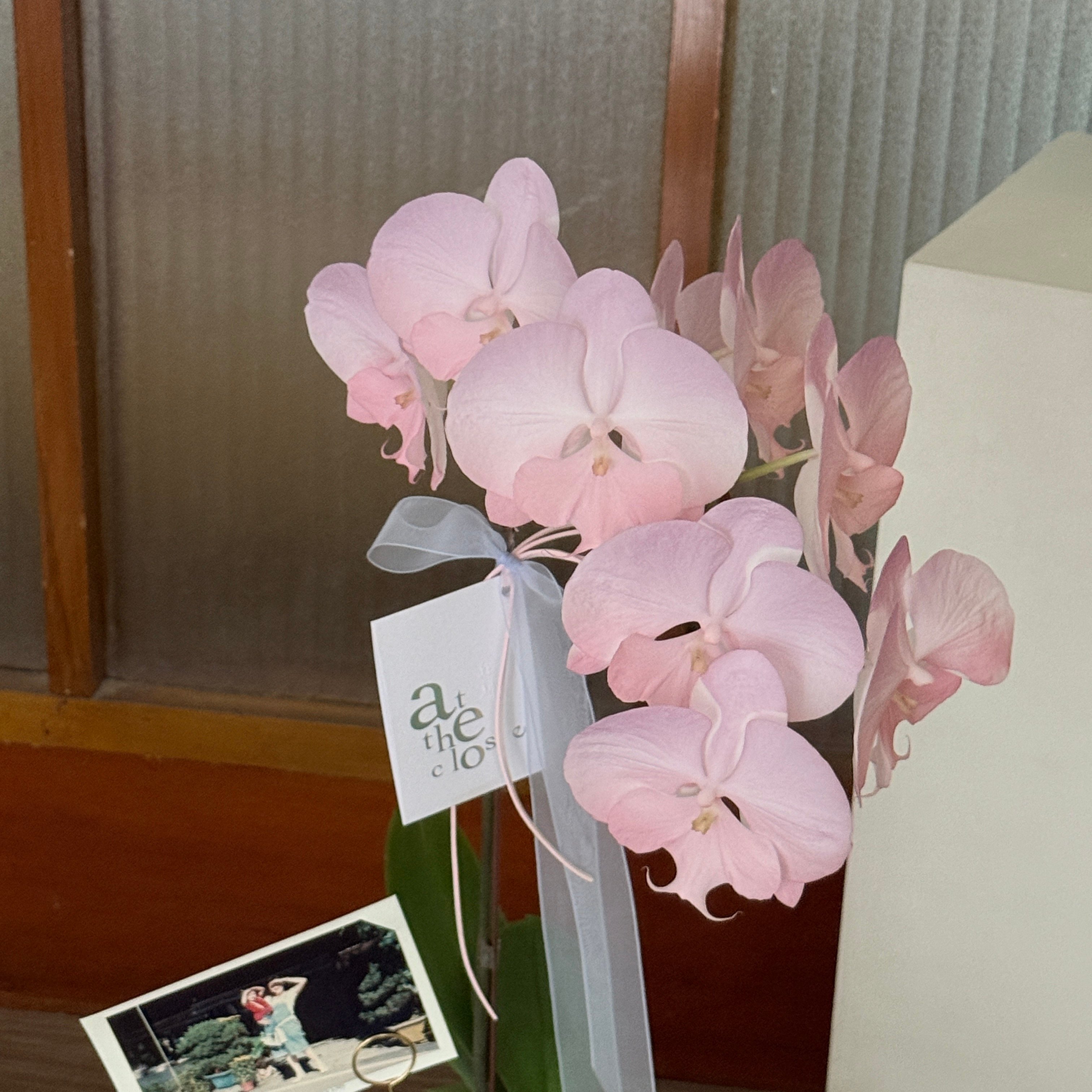 染色蘭花 - 粉紫