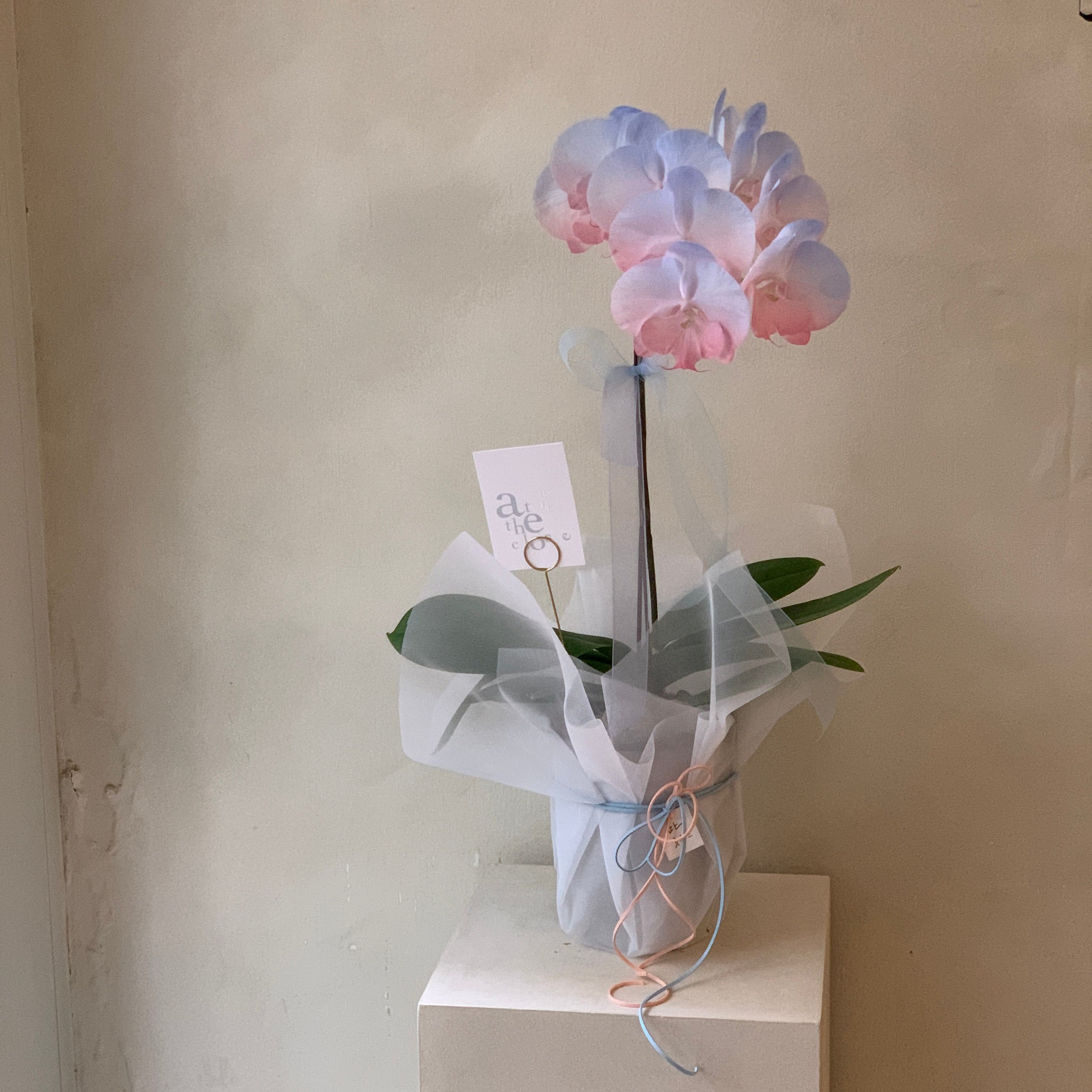 染色蘭花 - 粉藍韓式包裝