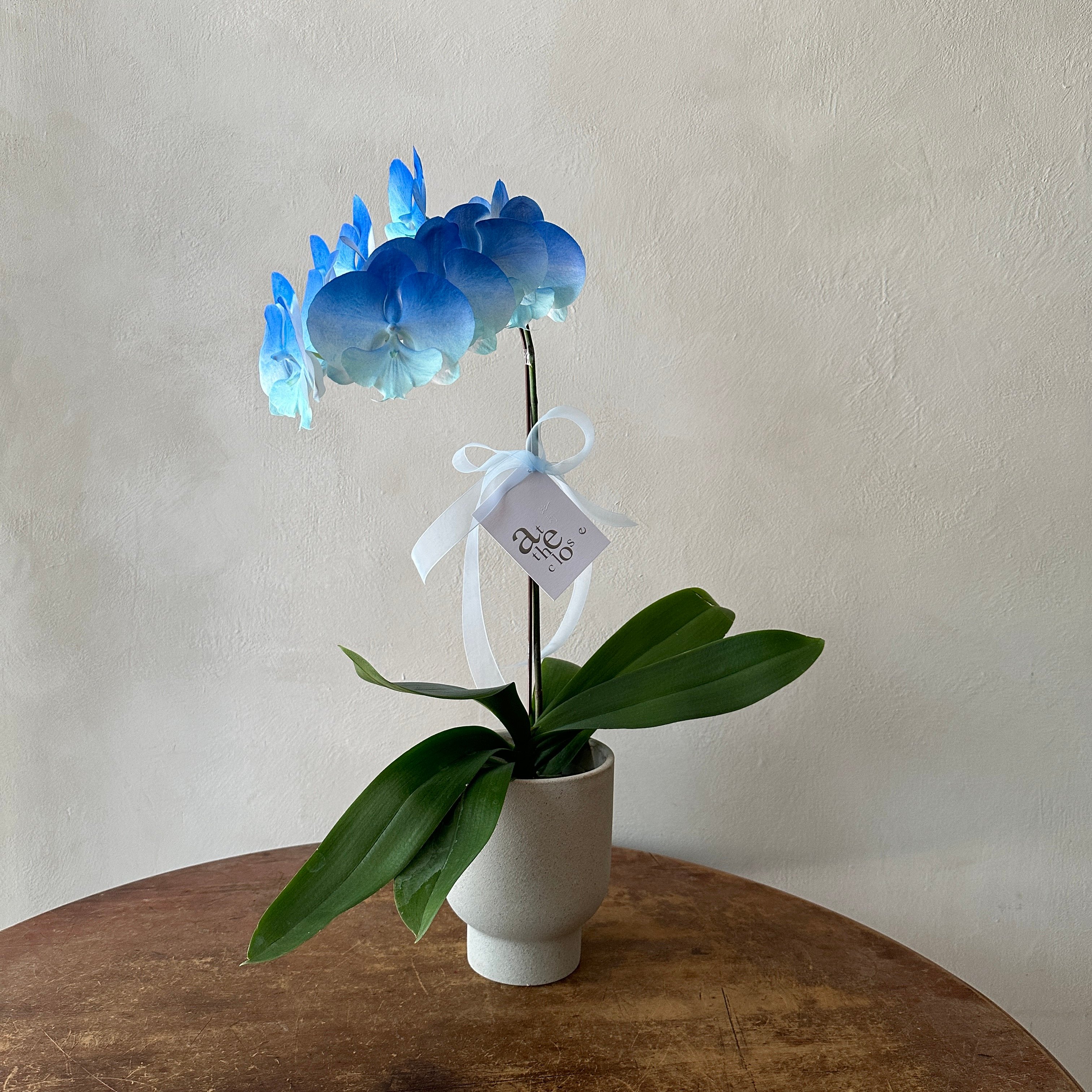 染色蘭花 - 漸層深藍