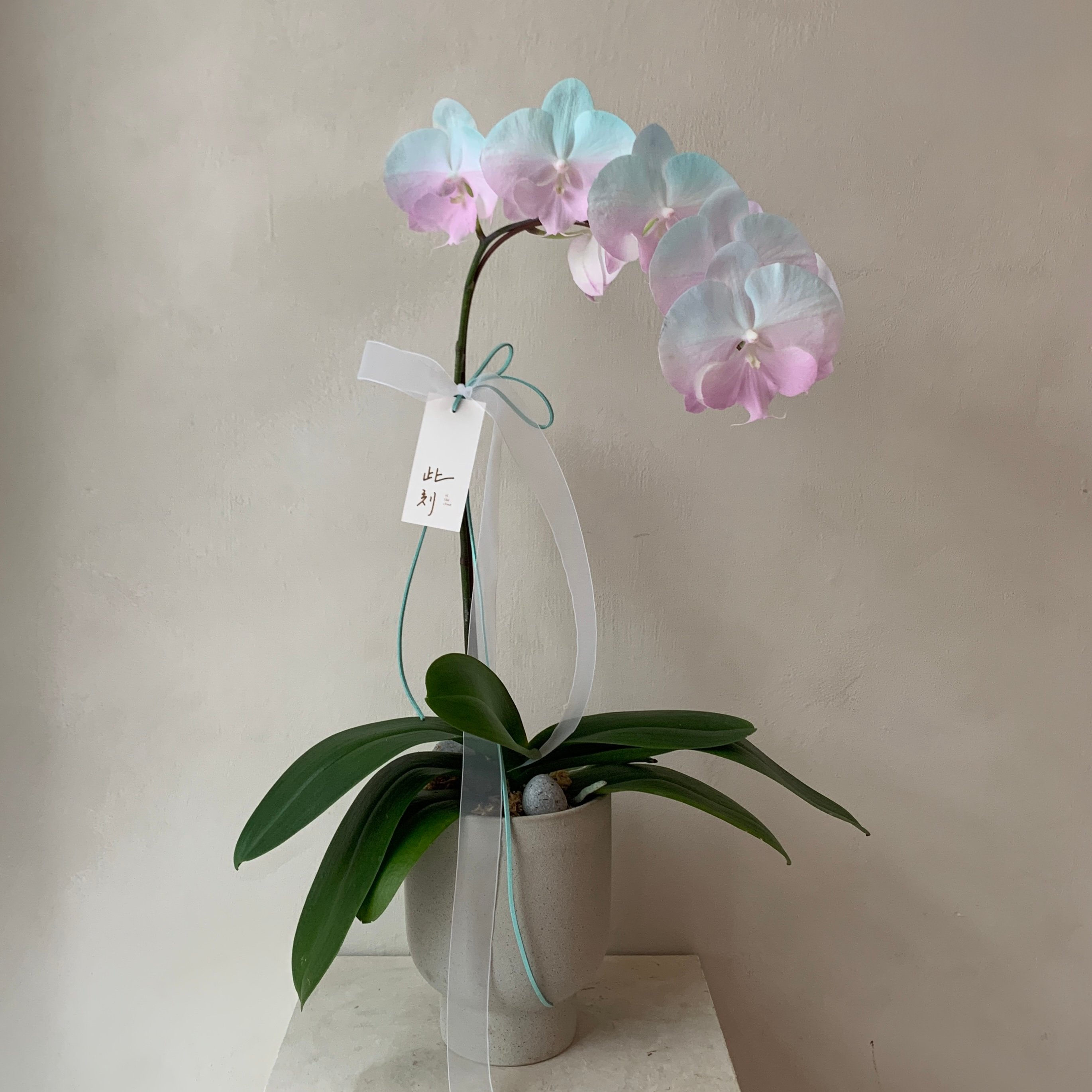 染色蘭花 - 綠粉