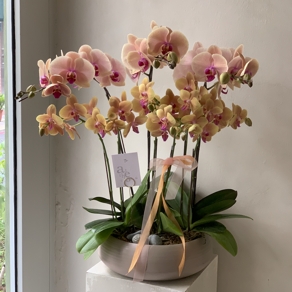 天然蘭花組盆 - 橘黃色系