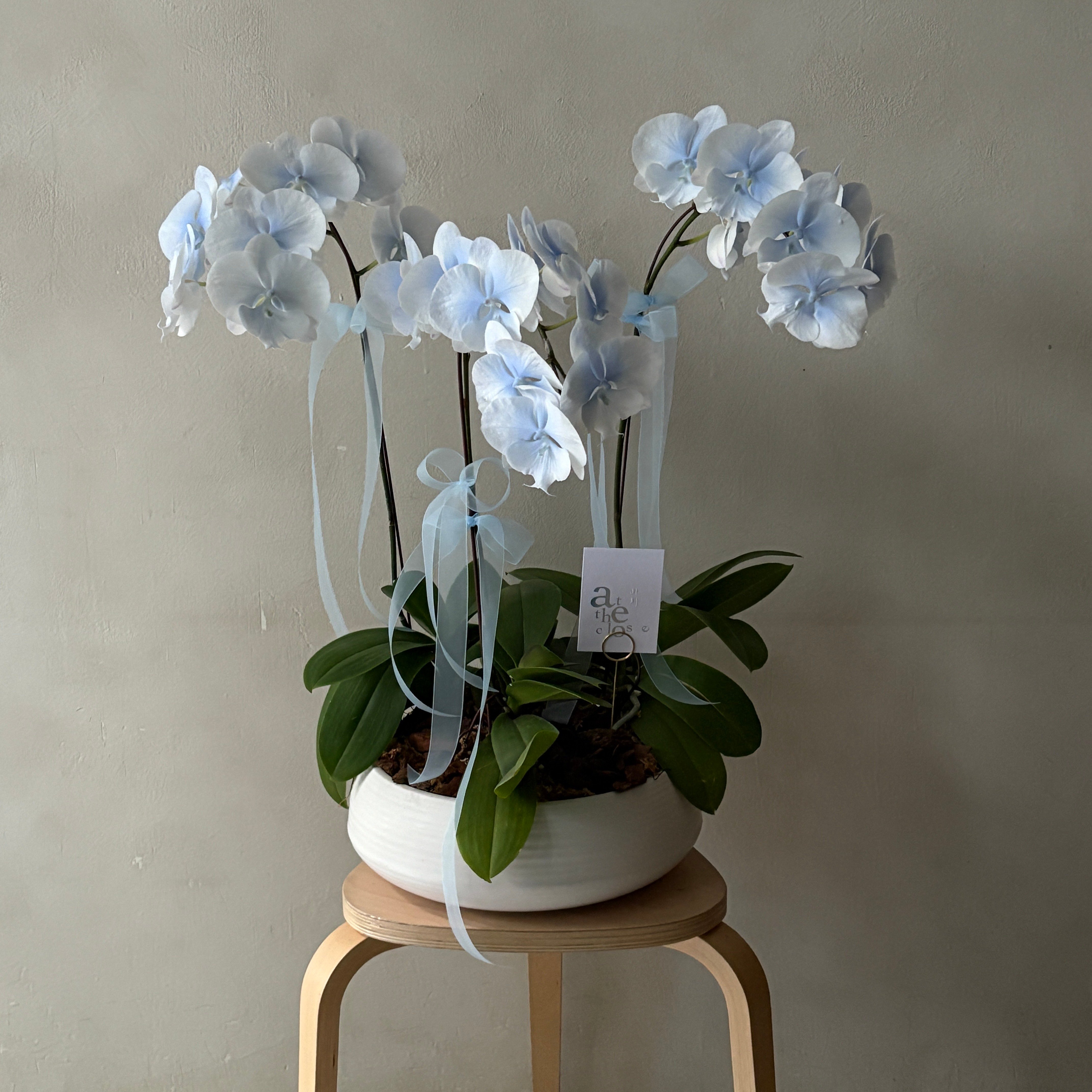 染色蘭花組盆 - 漸層藍白