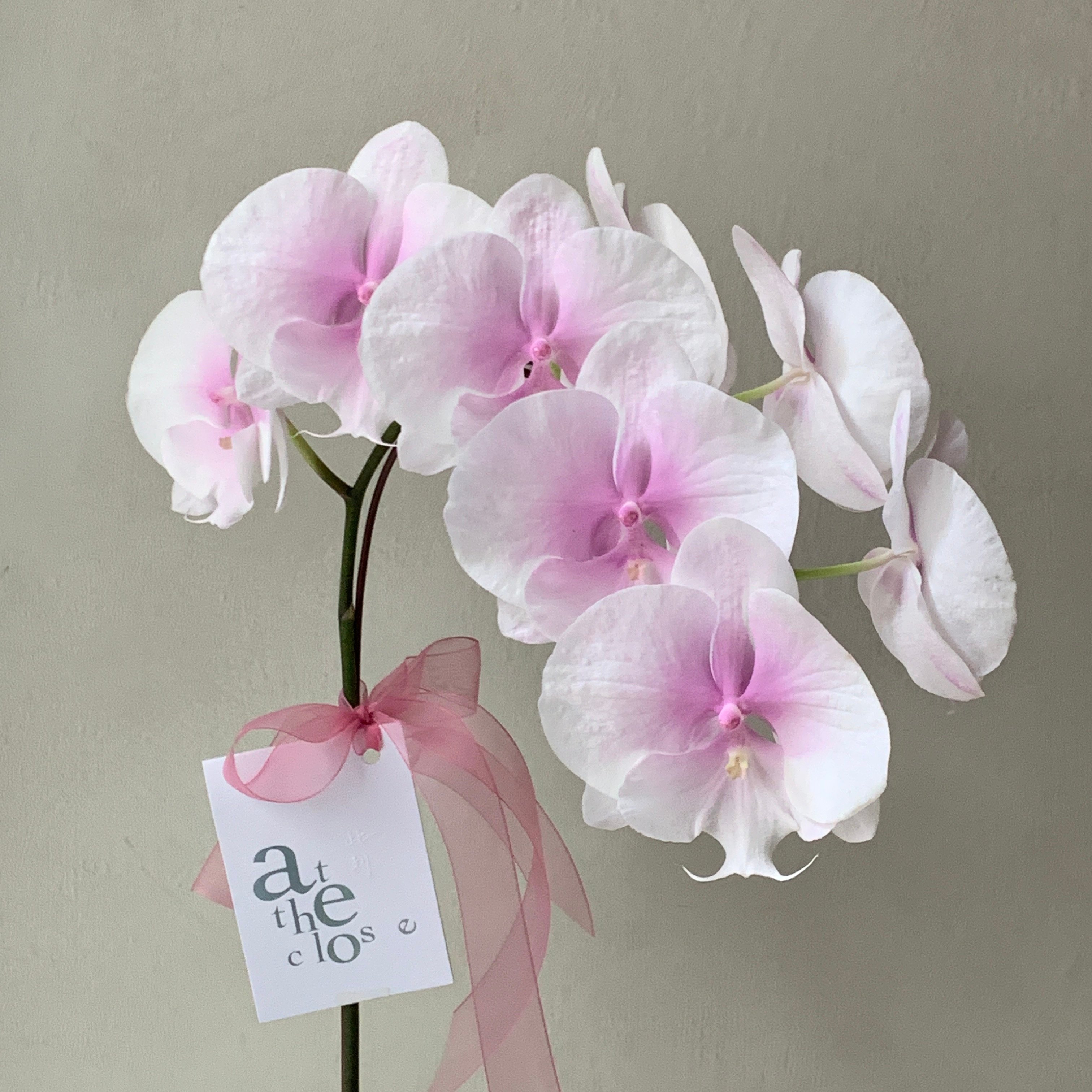 染色蘭花 - 粉白