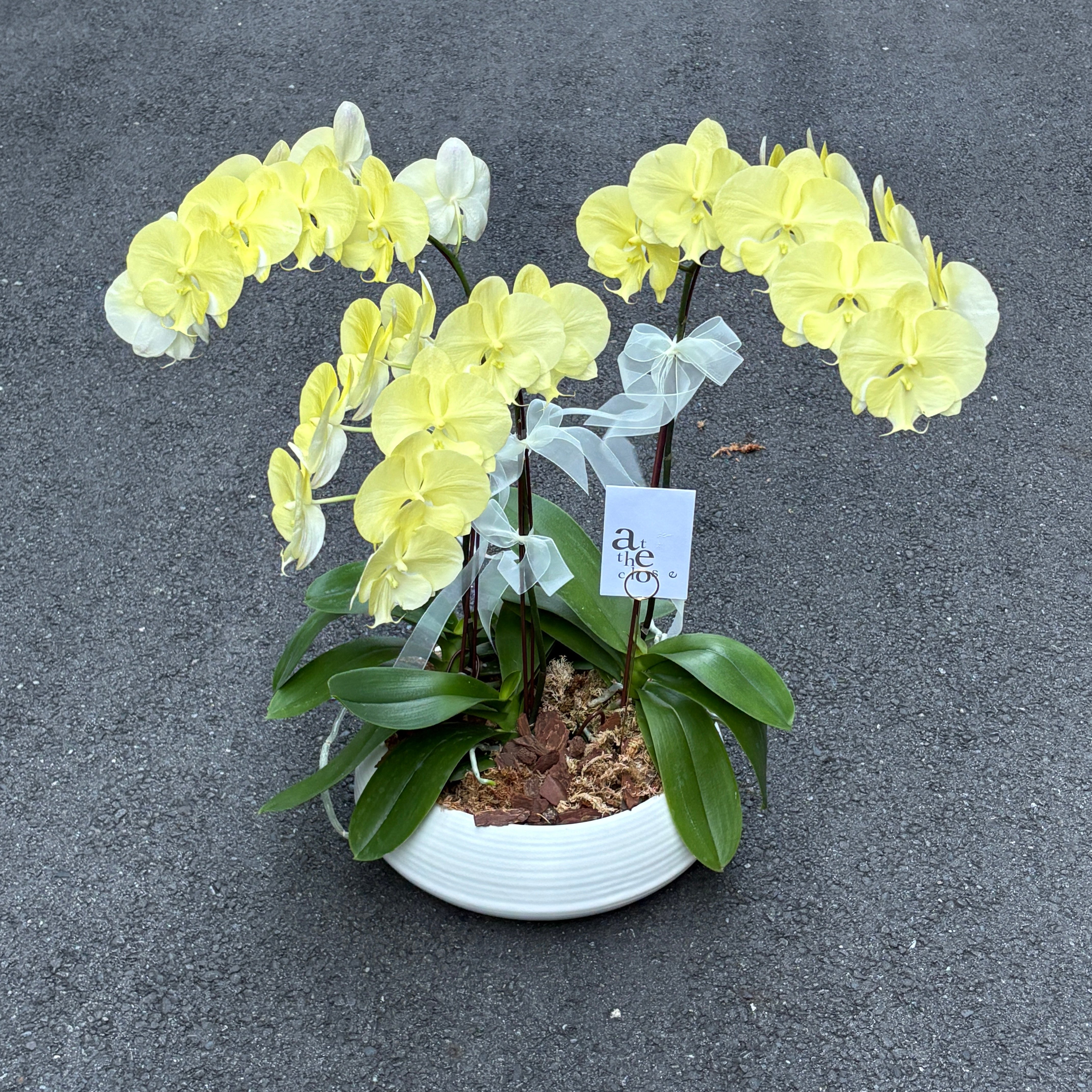 染色蘭花組盆 - 鵝黃