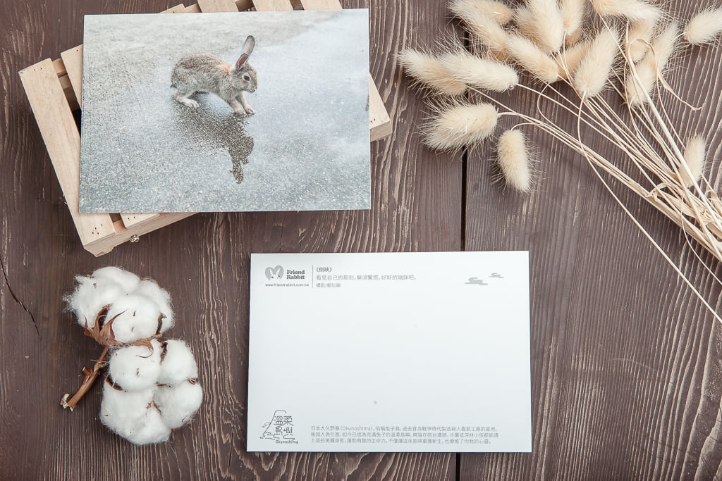 兔子攝影明信片- 《倒映》