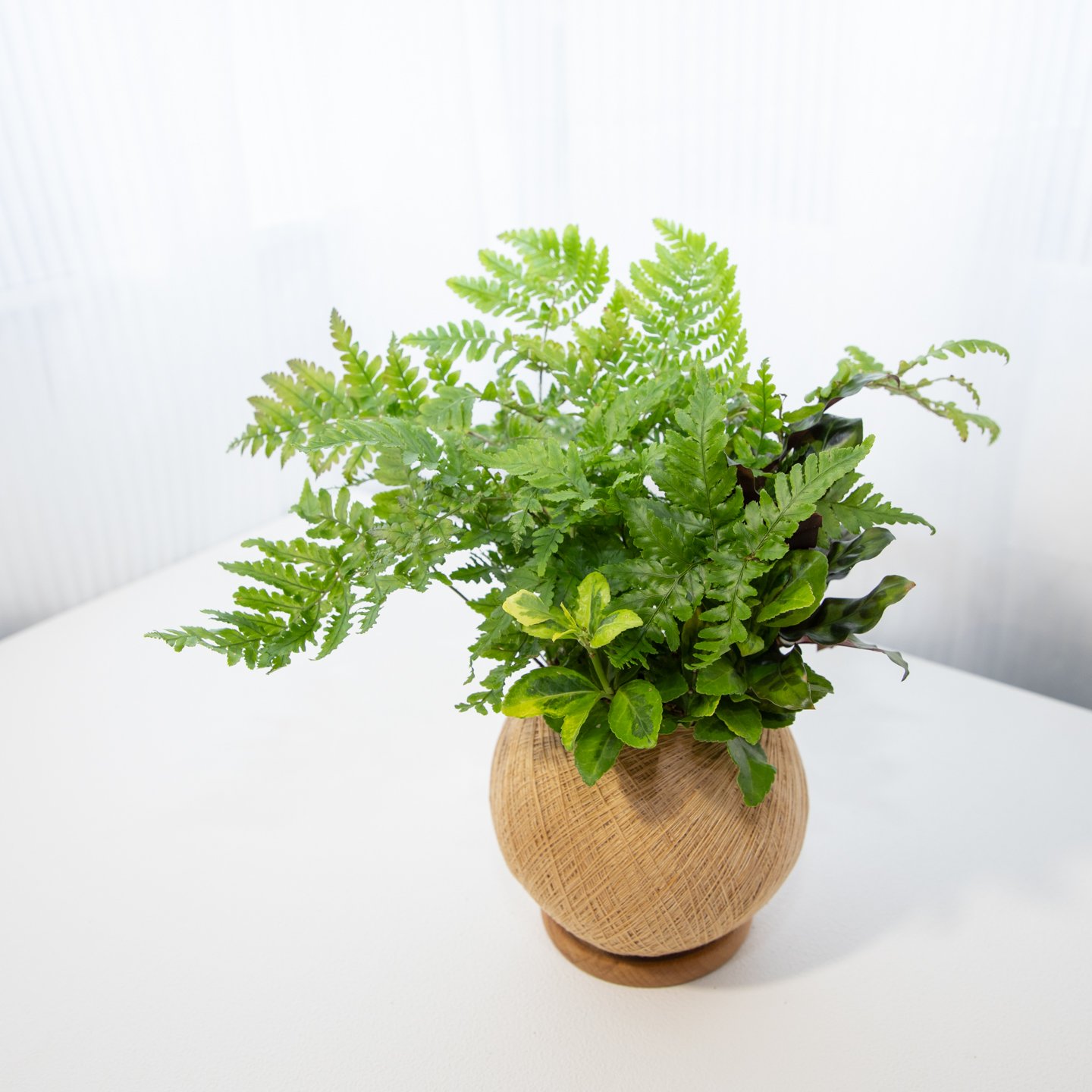 彩虹蕨 手作組合植栽苔球