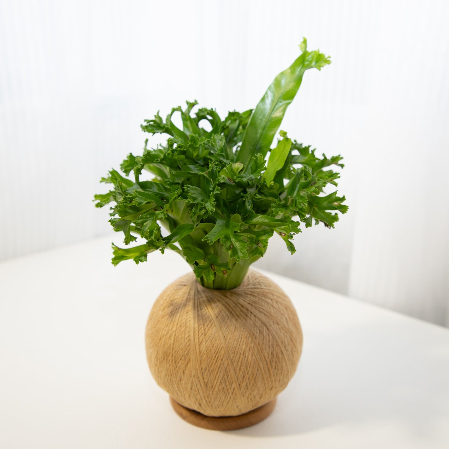 鹿角山蘇 手作植栽苔球