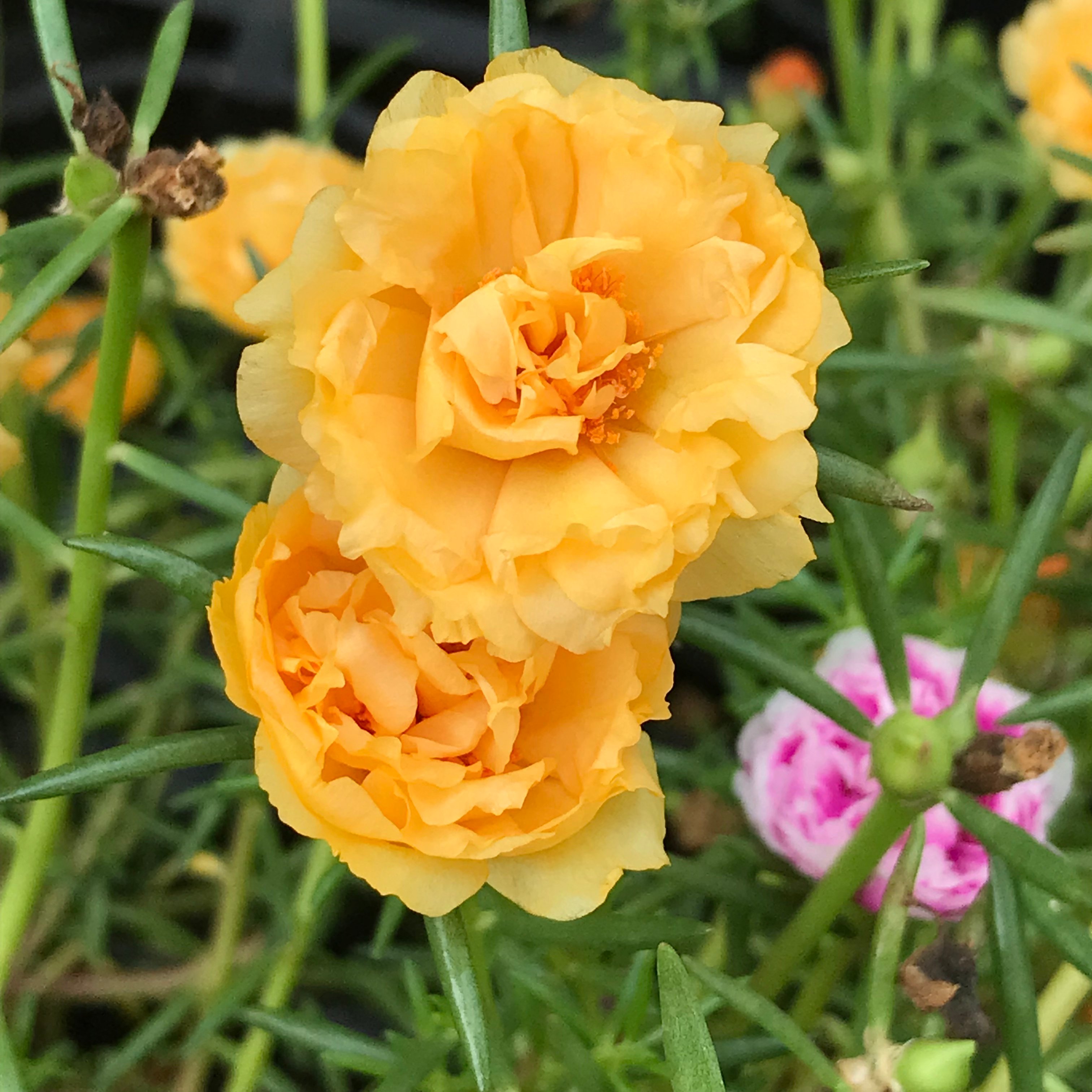 新上架 ❙  植栽設計