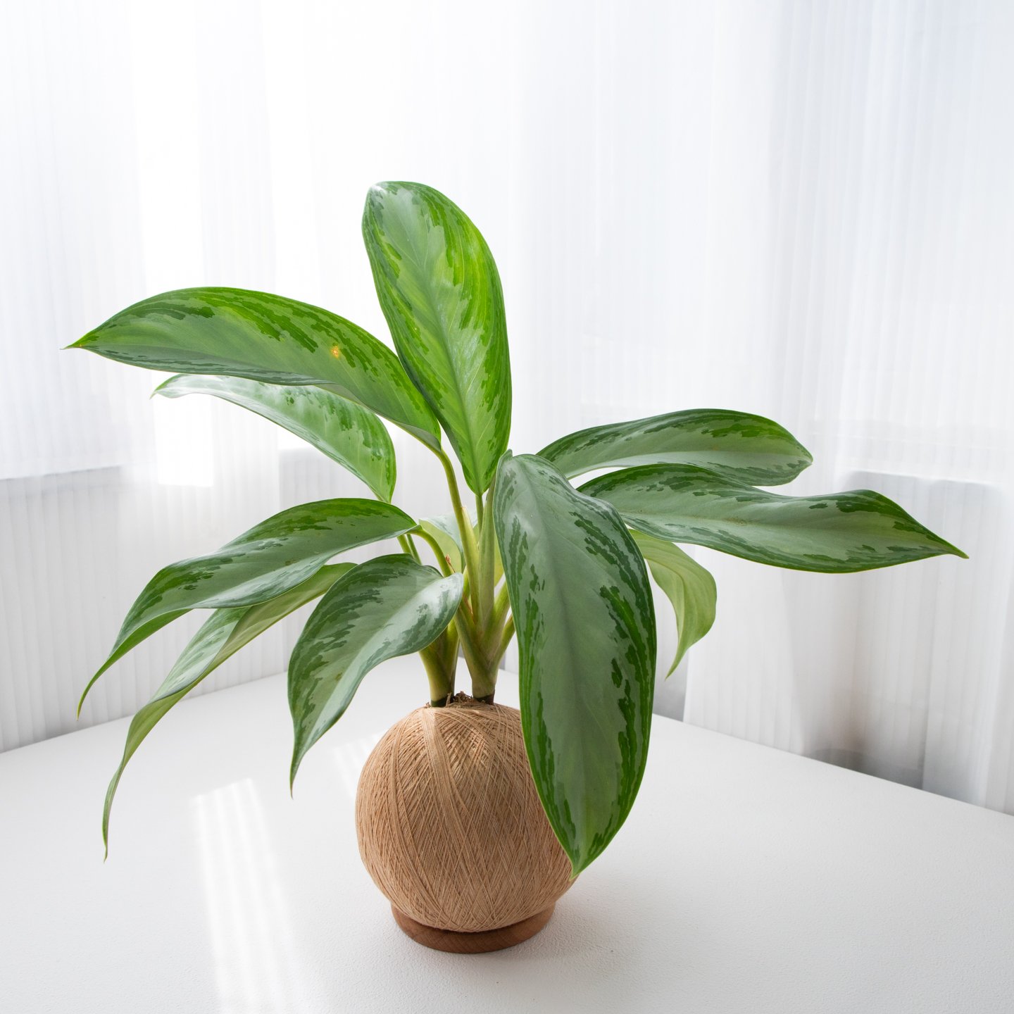 美少女粗肋草 手作植栽苔球