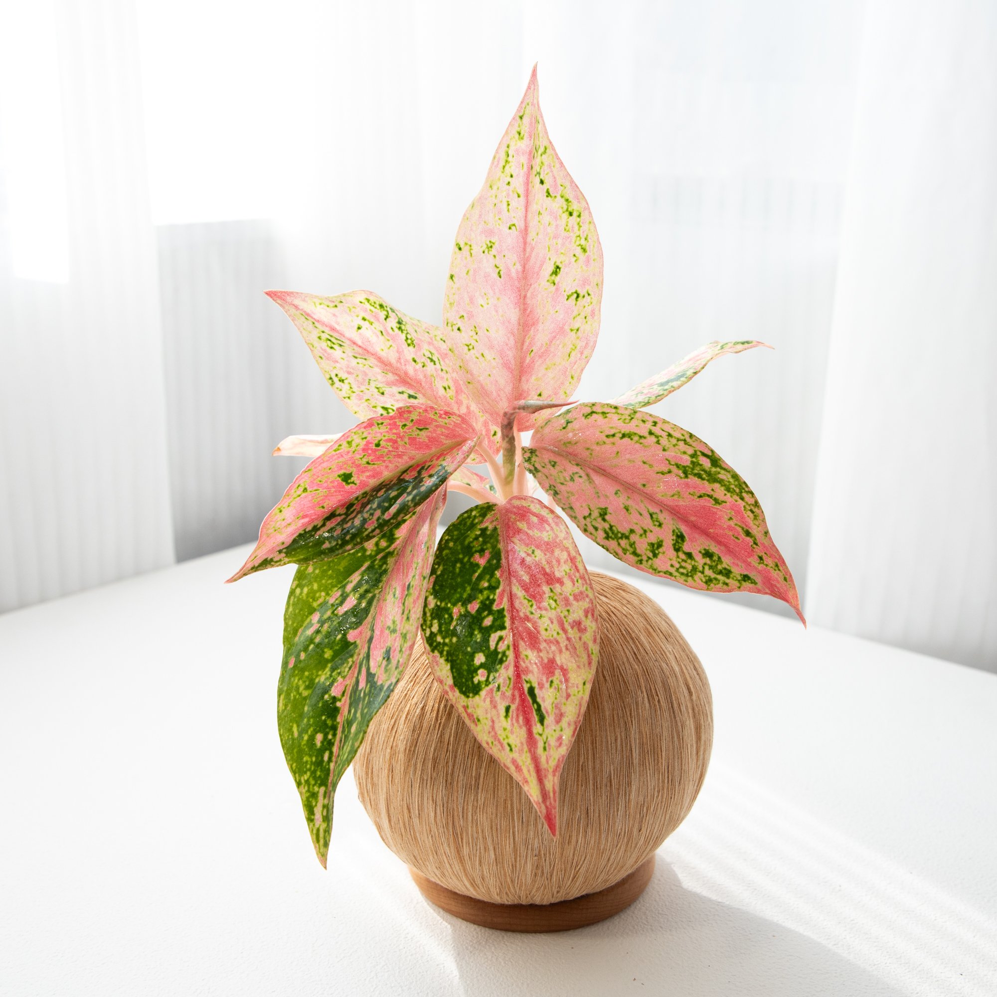 彩雲粗肋草 手作植栽苔球