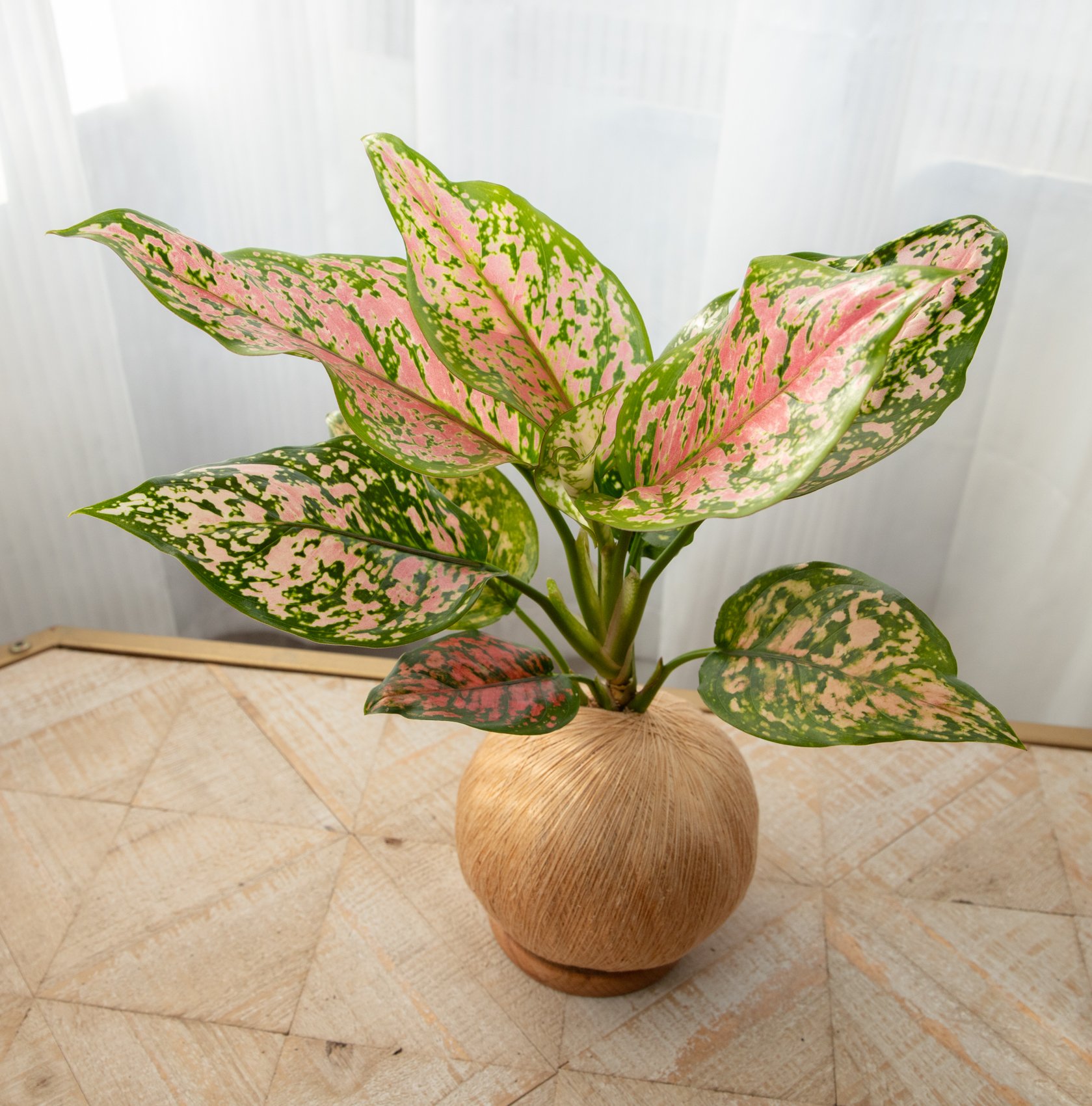 吉祥粗肋草 手作植栽苔球