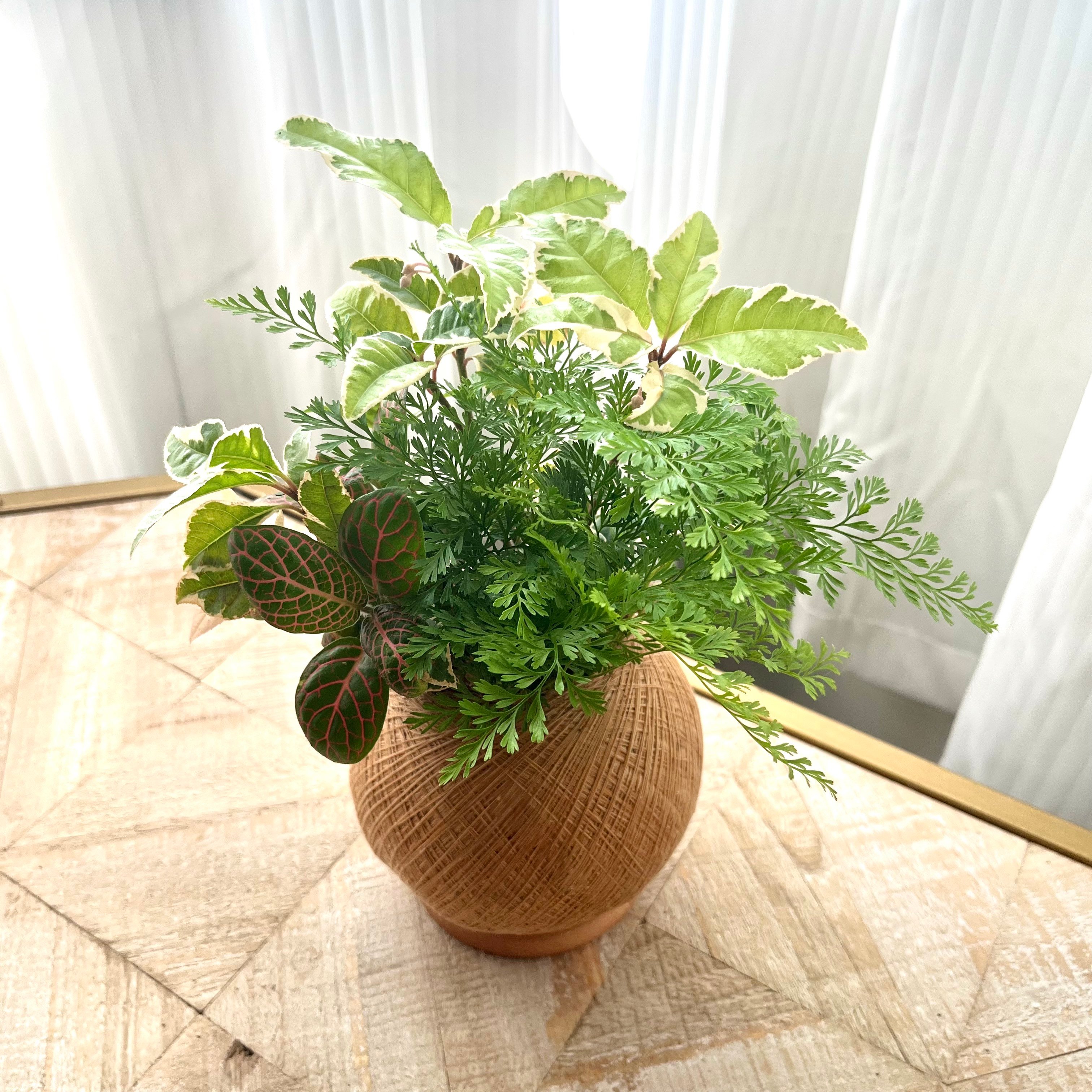 斑葉黃金萬兩 手作組合植栽苔球