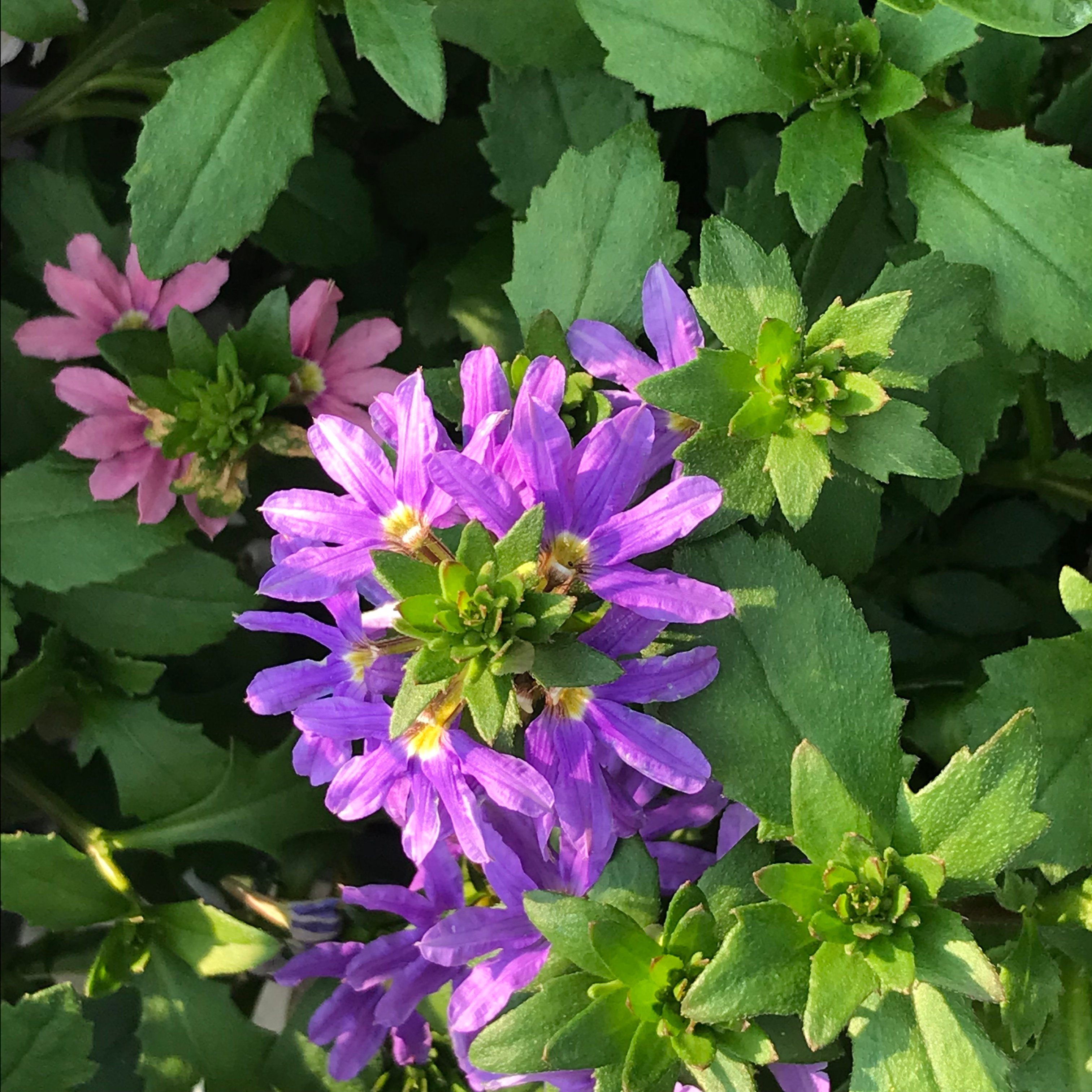 新上架 ❙  植栽設計