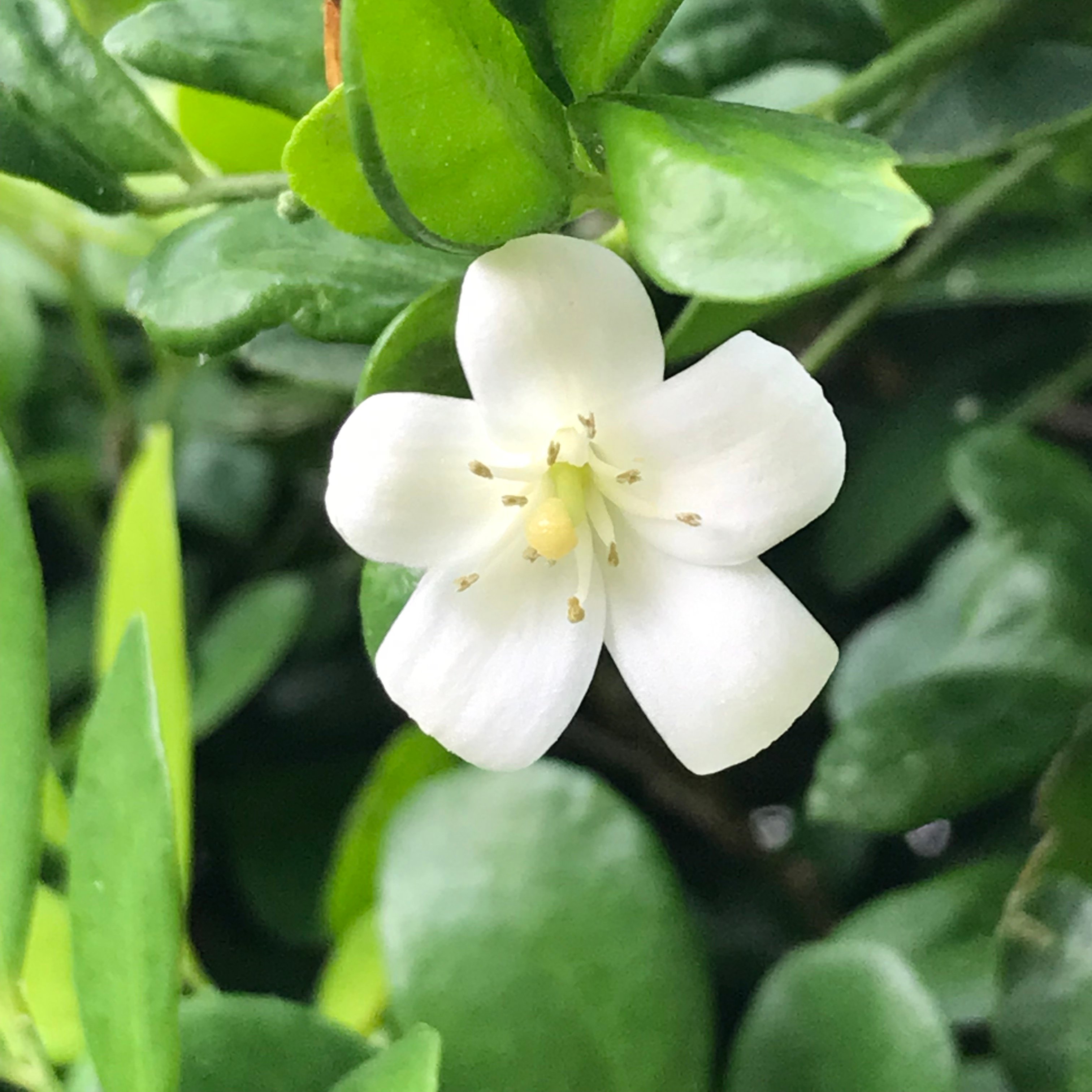 新上架 ❙  植栽設計