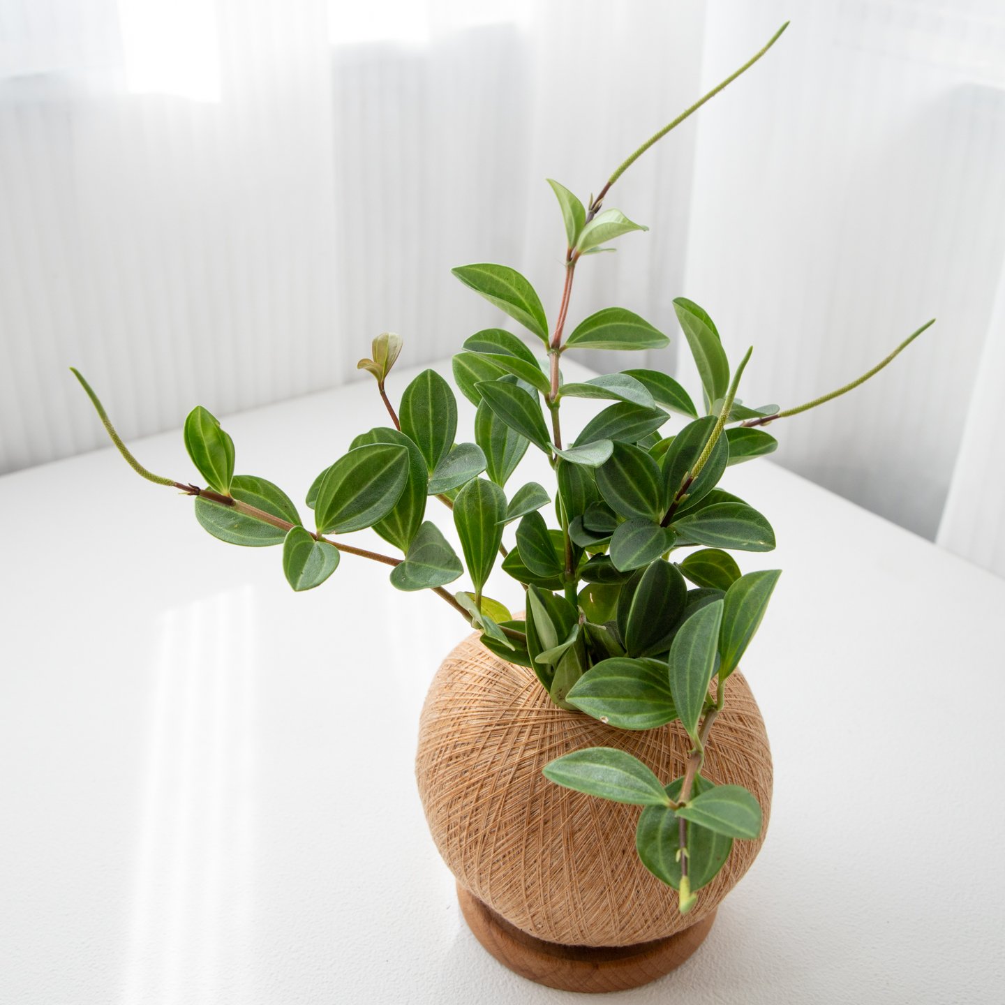 翡翠椒草 手作植栽苔球