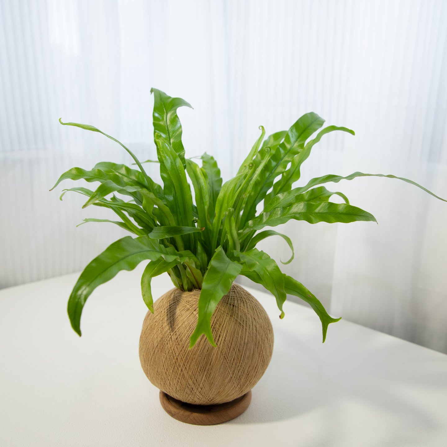 細葉山蘇 手作植栽苔球