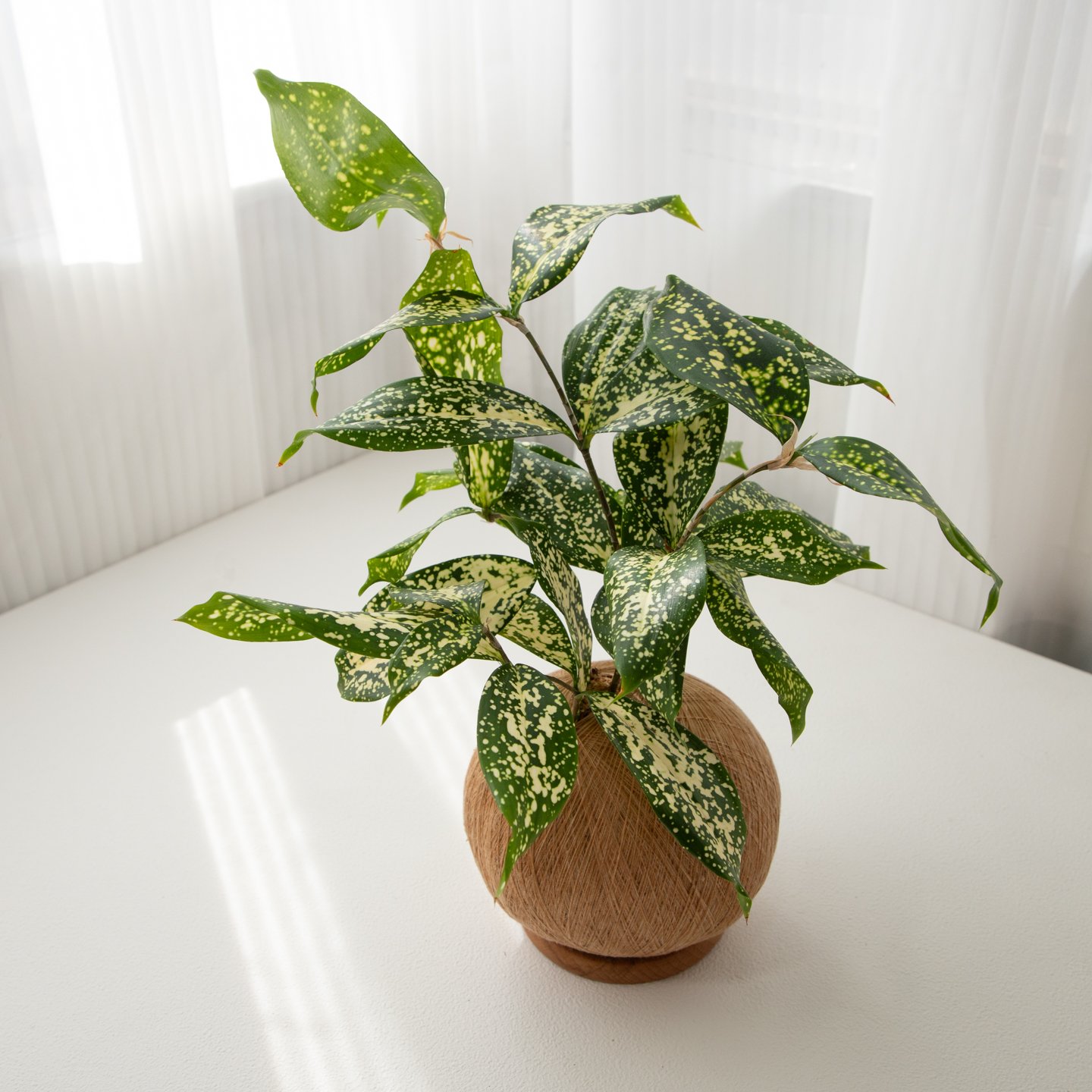 星點木 手作植栽苔球