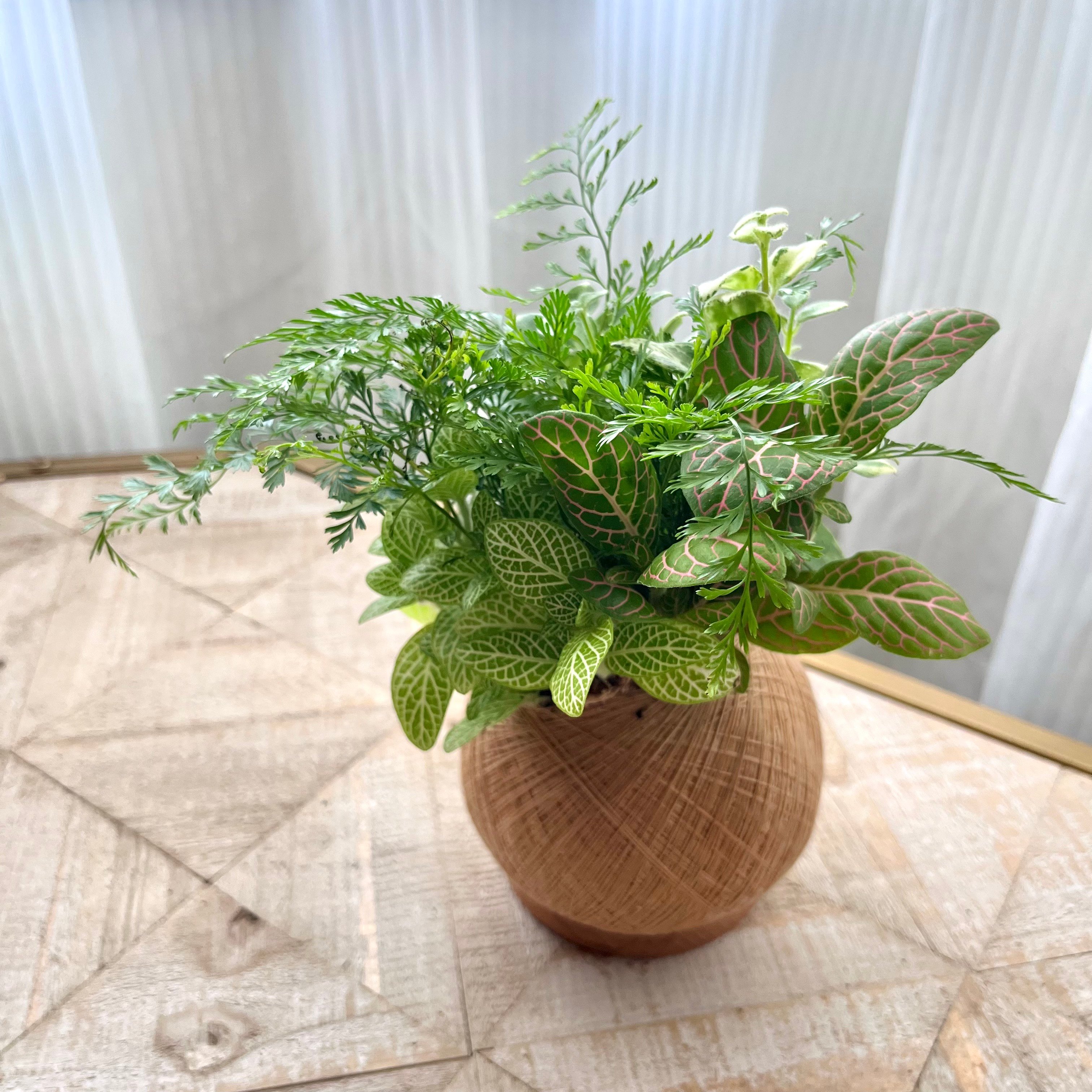 兔腳蕨 手作組合植栽苔球