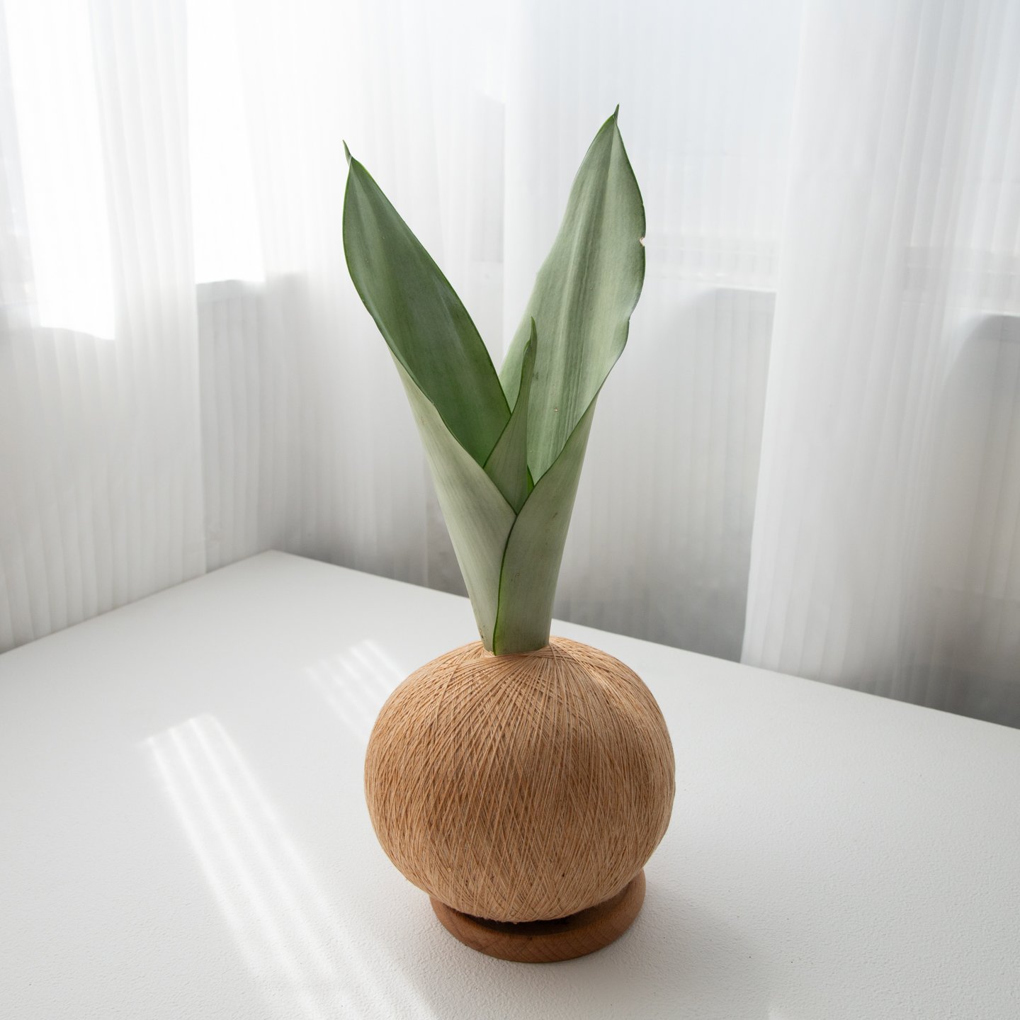 銀后虎尾蘭 手作植栽苔球