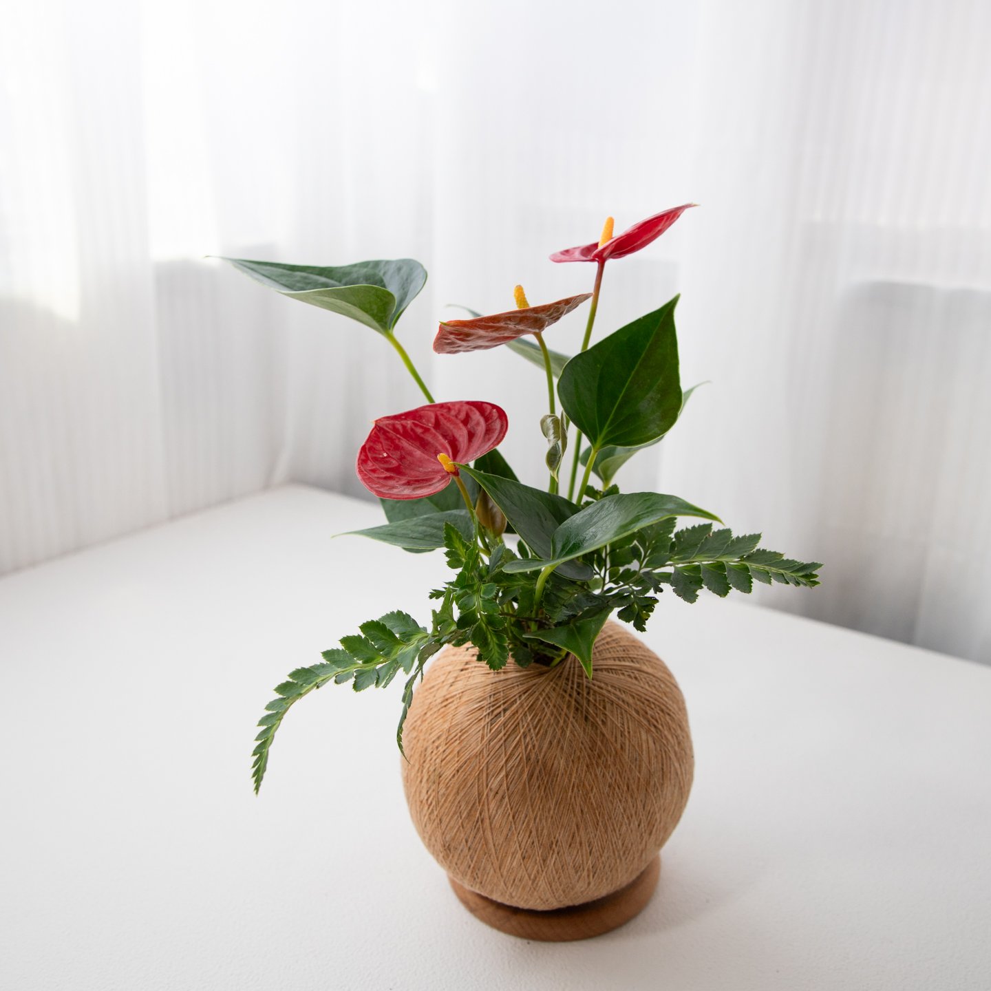 火鶴花 手作組合植栽苔球