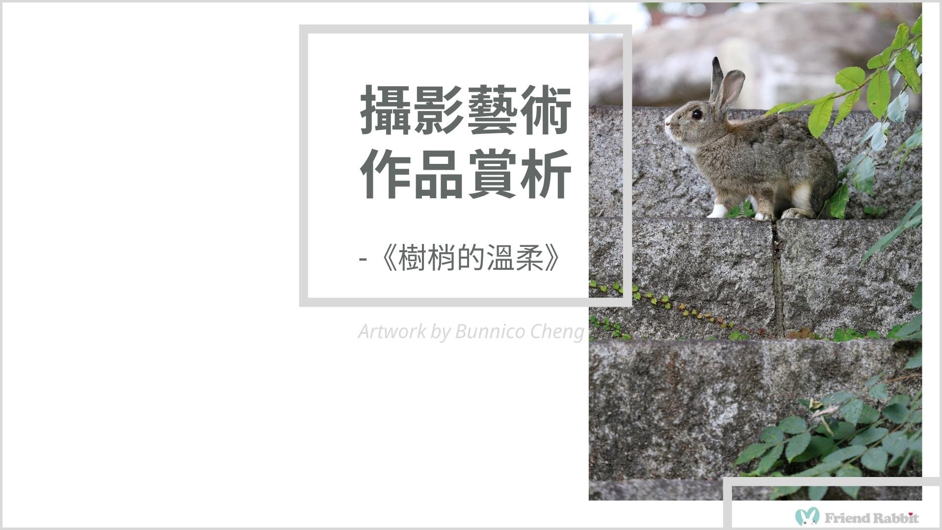 攝影藝術作品賞析 - 《樹梢的溫柔》