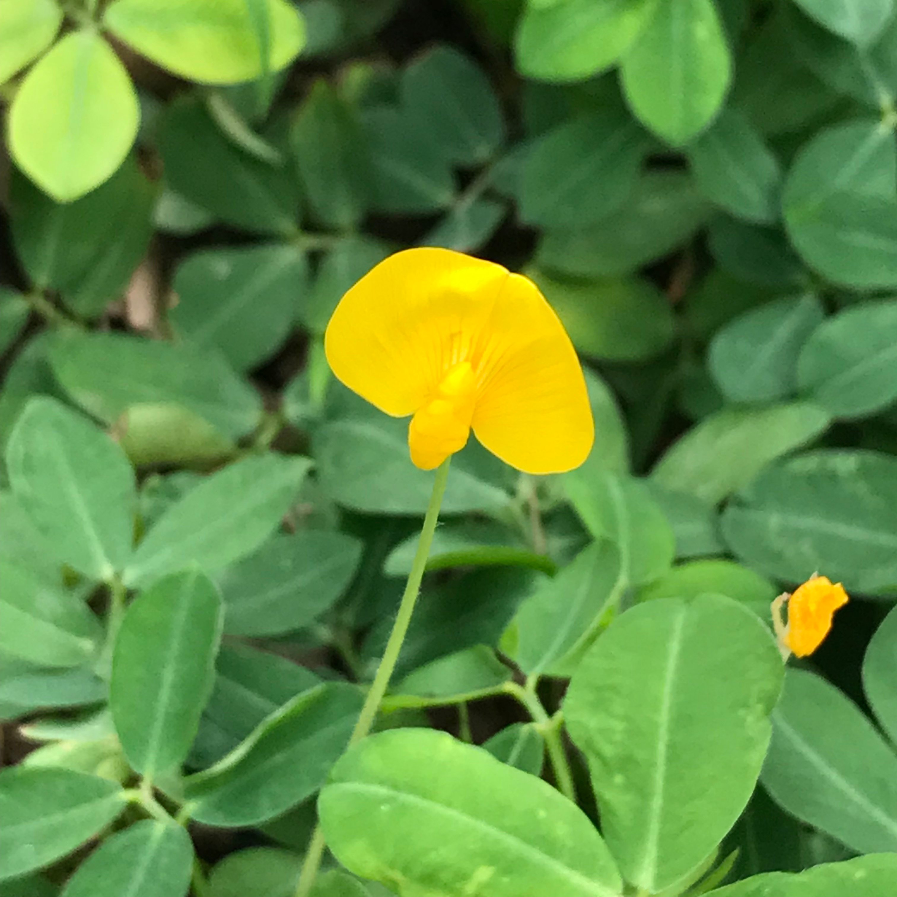 新上架 ❙  植栽設計